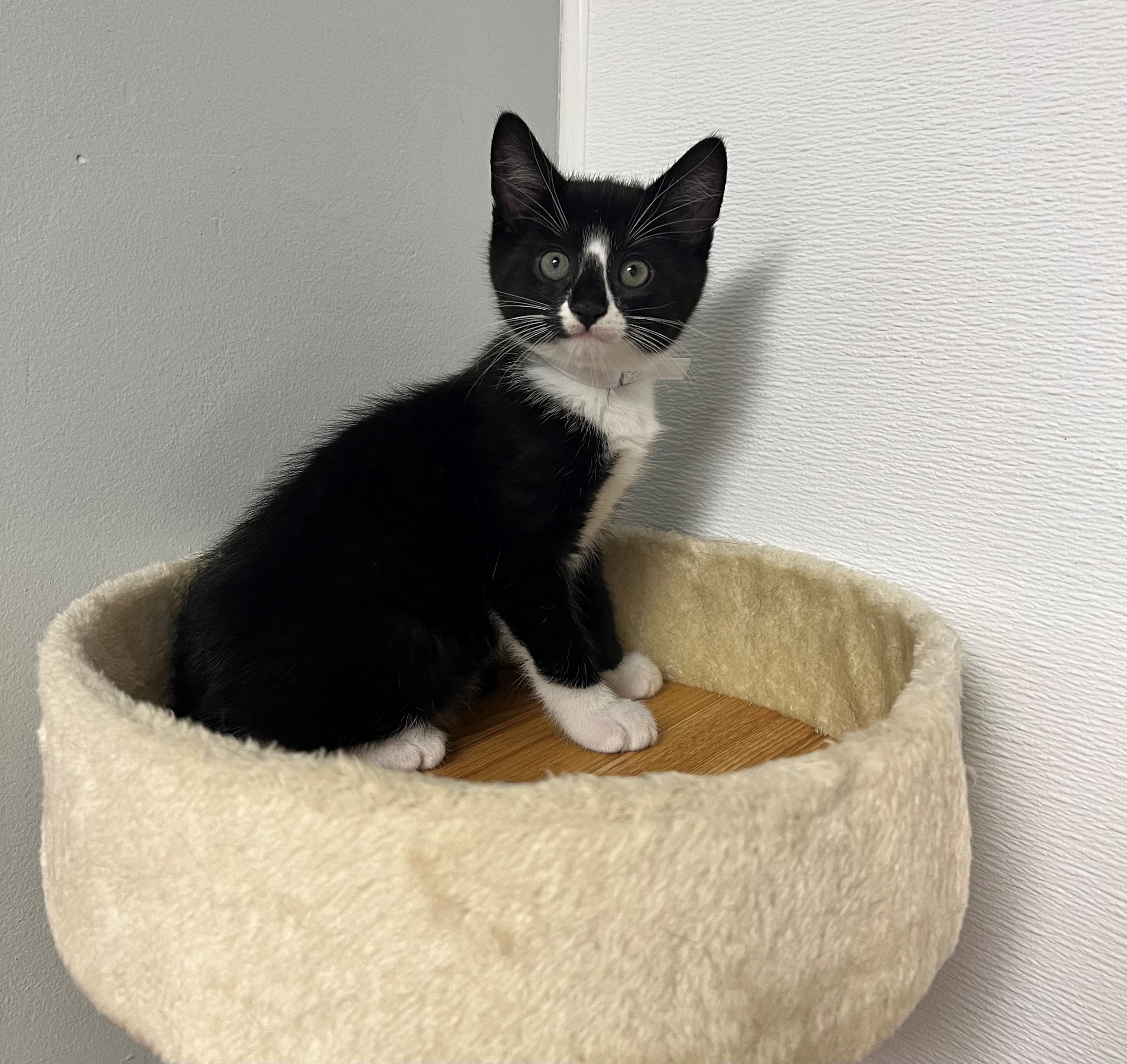 Cat for adoption Randall, a Domestic Short Hair in Syosset, NY