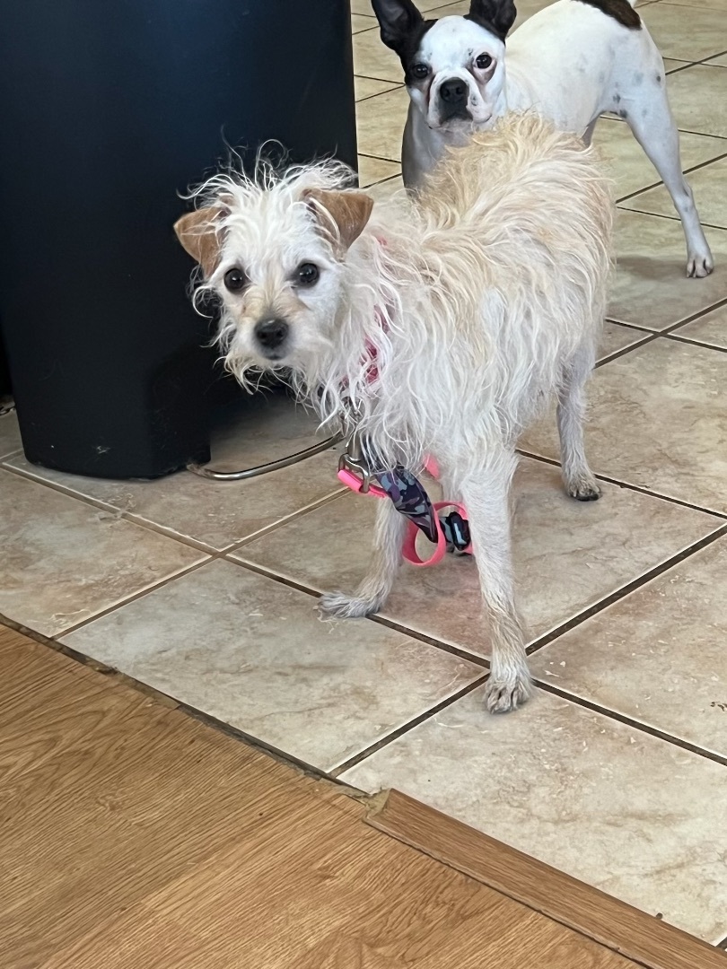 Madison, a Adoptable mixed breed in Henderson, NV image 4/6