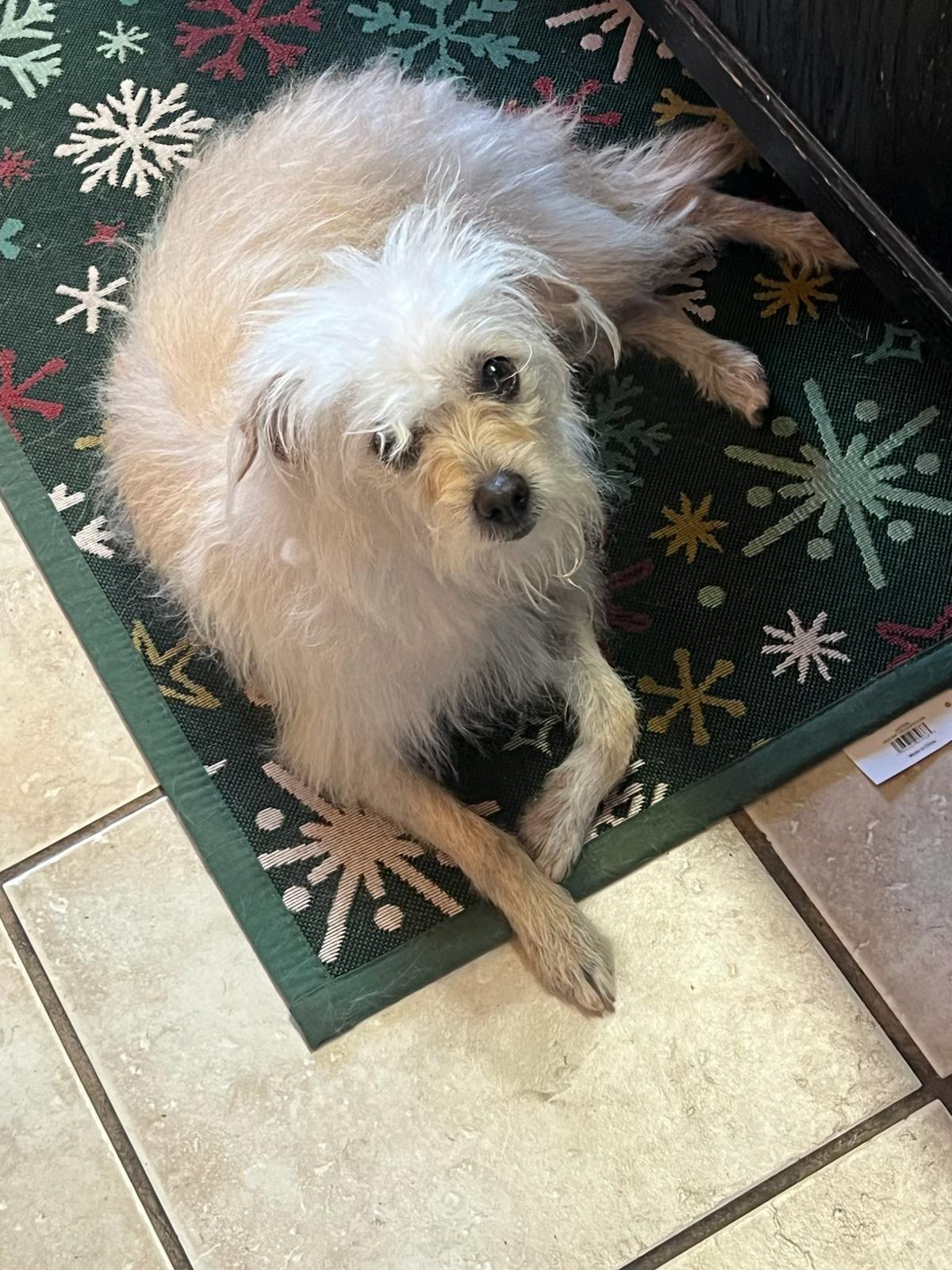 Madison, a Adoptable mixed breed in Henderson, NV image 5/6