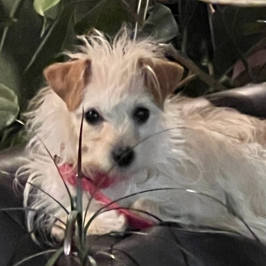 Madison, a Adoptable mixed breed in Henderson, NV image 3/6