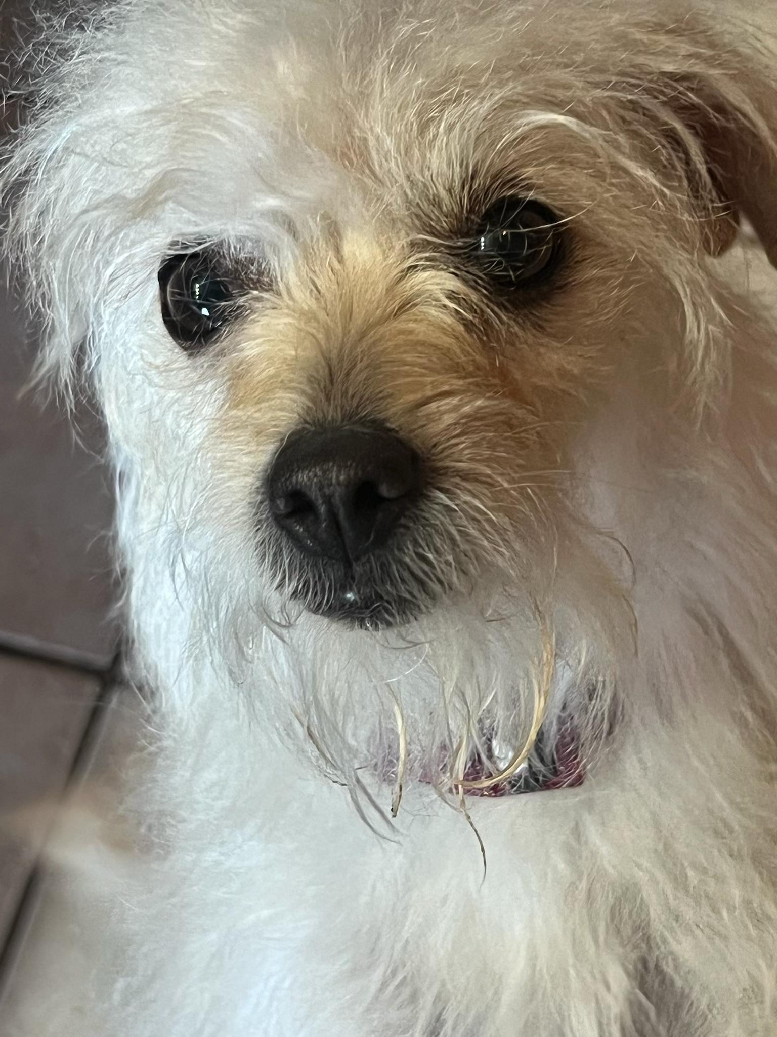 Madison, a Adoptable mixed breed in Henderson, NV image 2/6