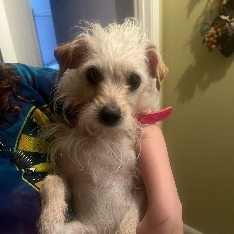 Madison, Adult Female Terrier