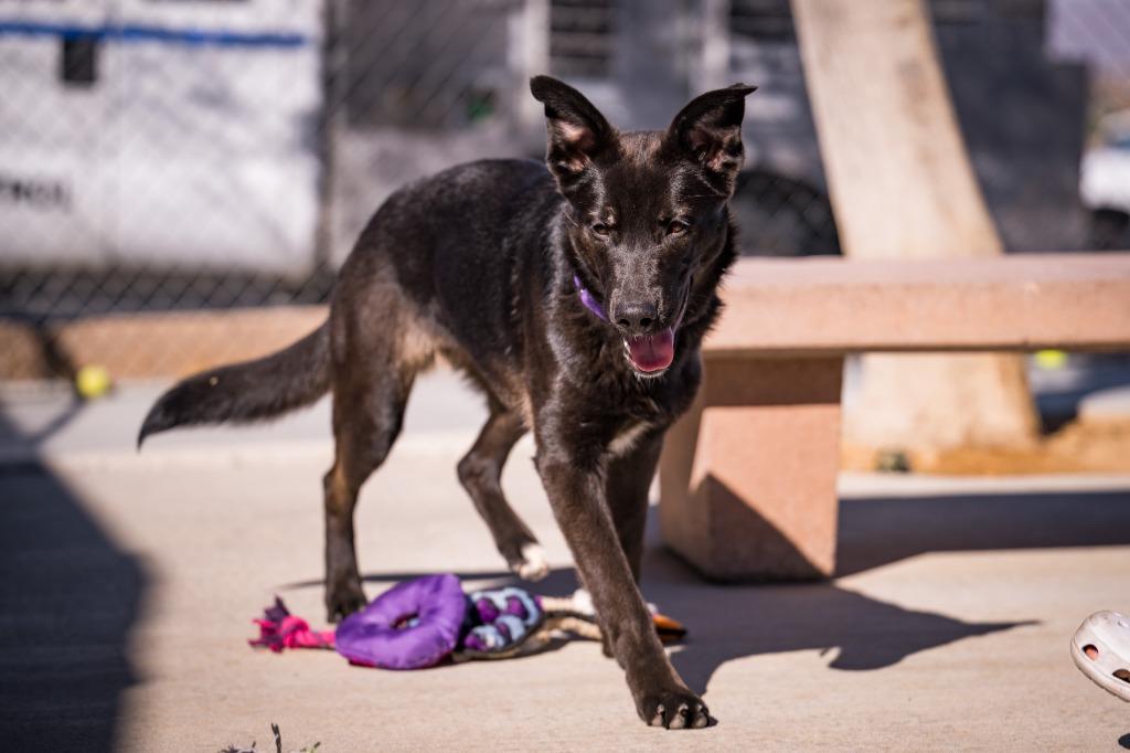 Amethyst, Adoptable, Young Female Collie & Shepherd.