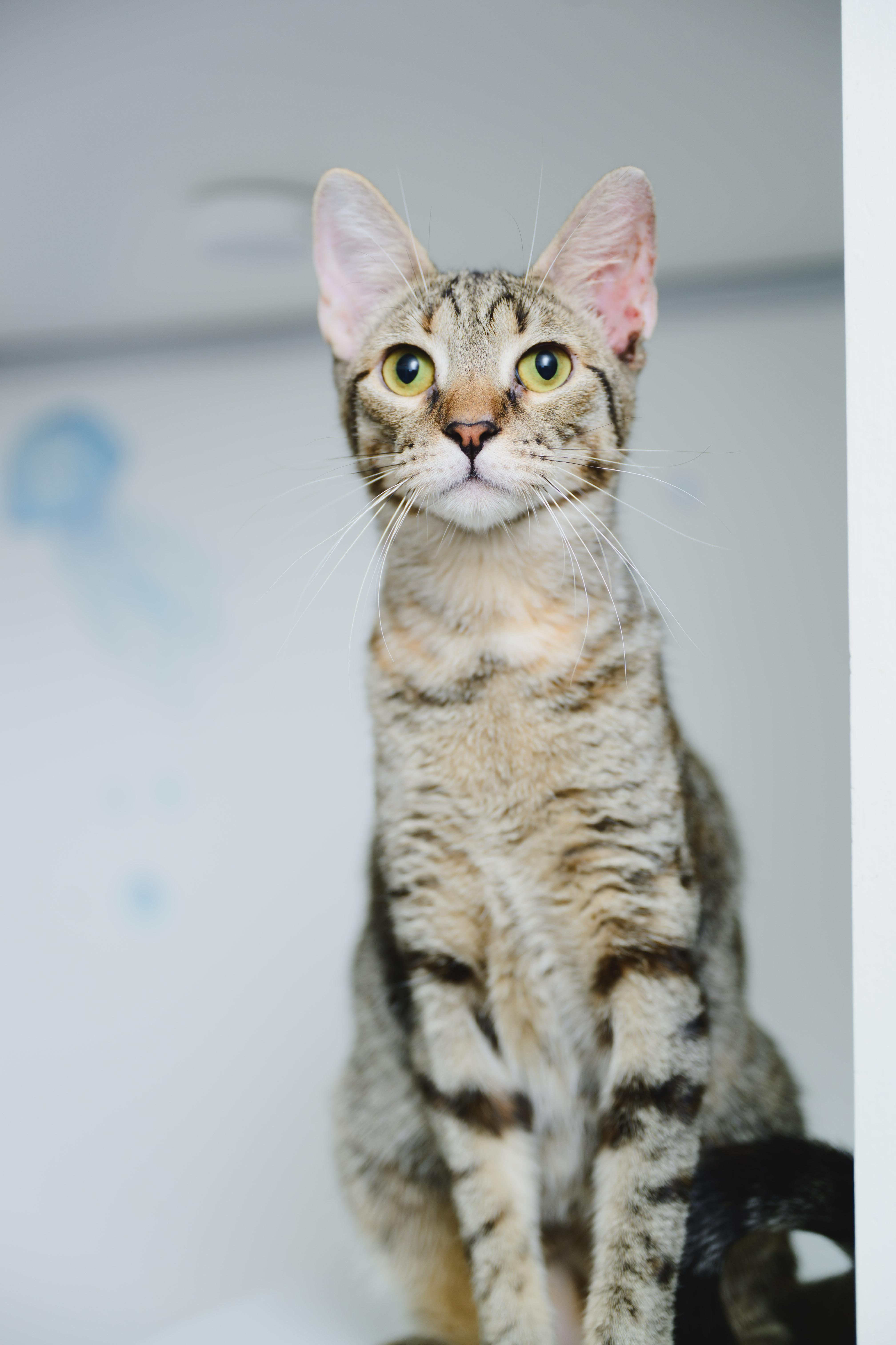 Enlarge Squeak, a Adoptable mixed breed in Honolulu, HI image 2/6