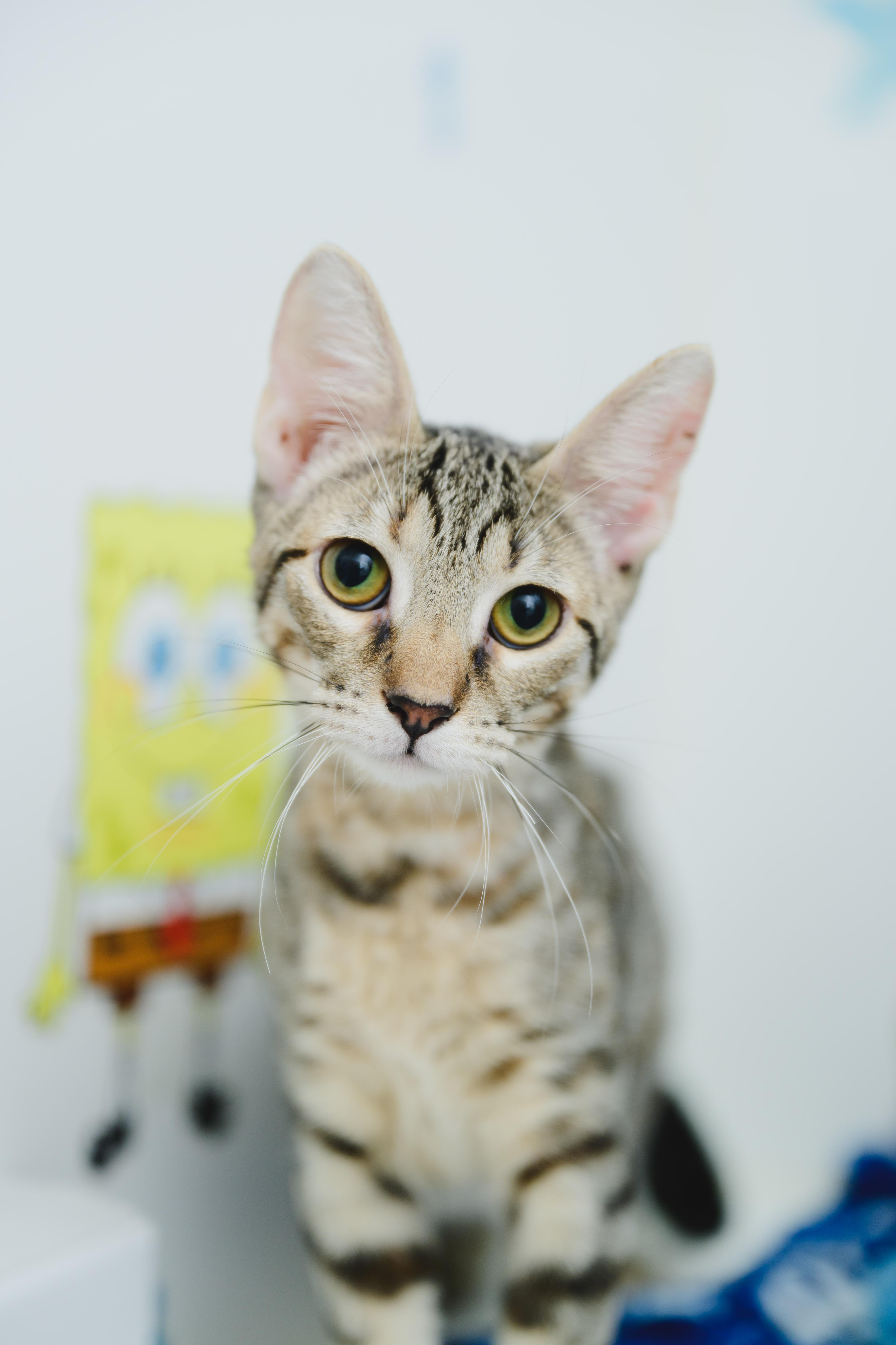 Enlarge Squeak, a Adoptable mixed breed in Honolulu, HI image 3/6