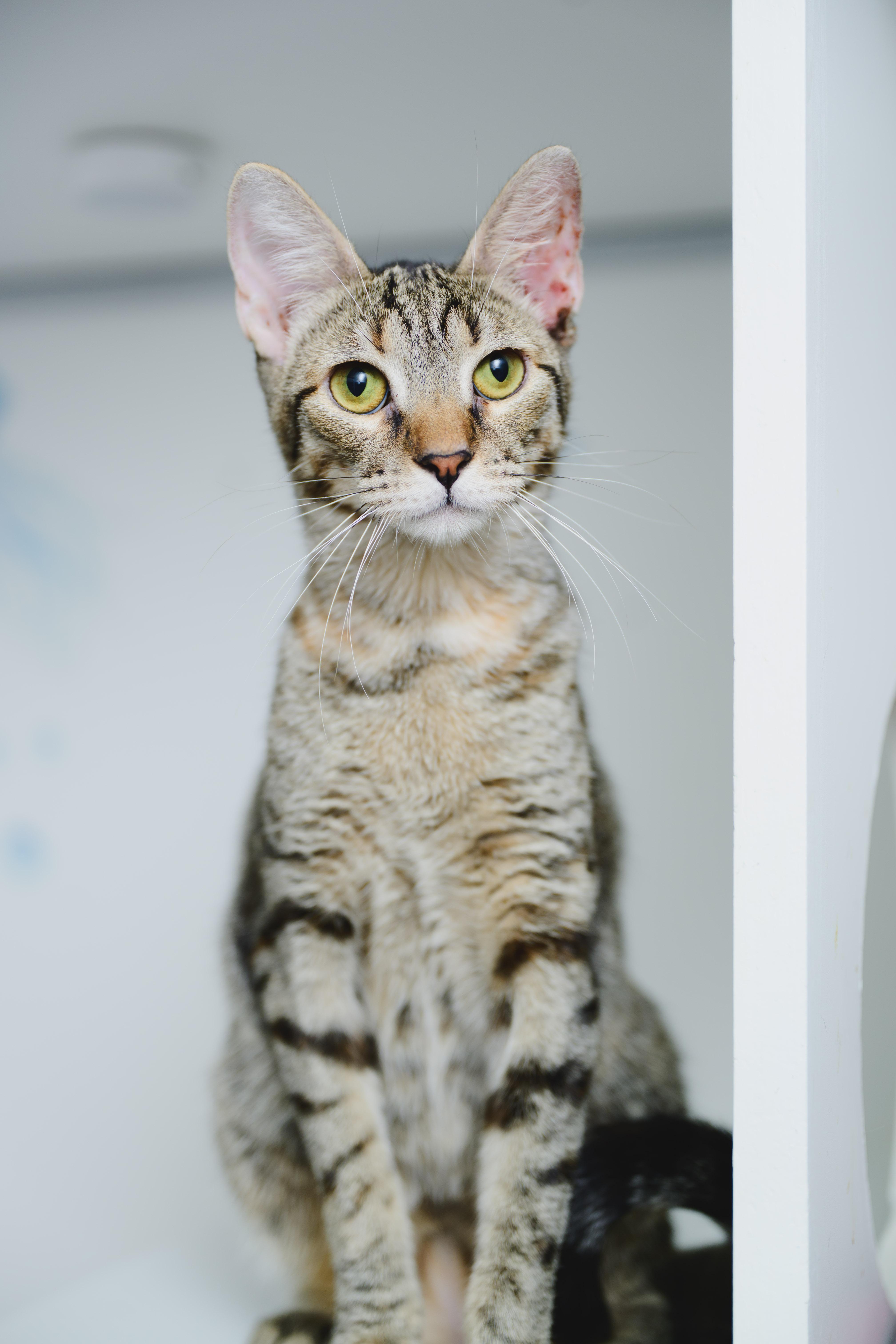 Enlarge Squeak, a Adoptable mixed breed in Honolulu, HI image 5/6