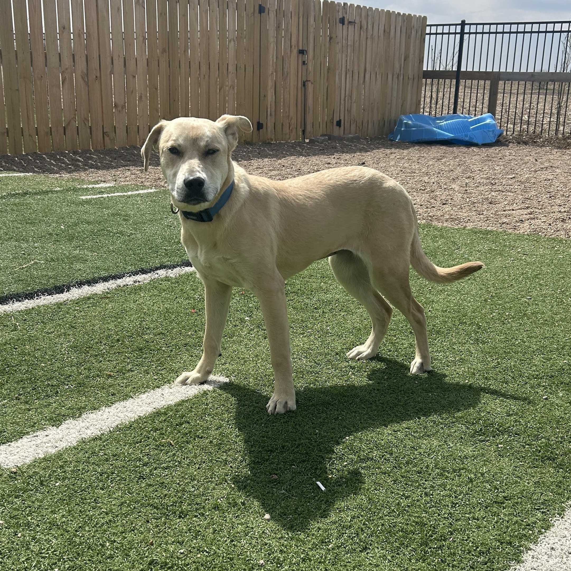 Enlarge Bailey, a ADOPTABLE mixed breed in Seward, NE image 4/5