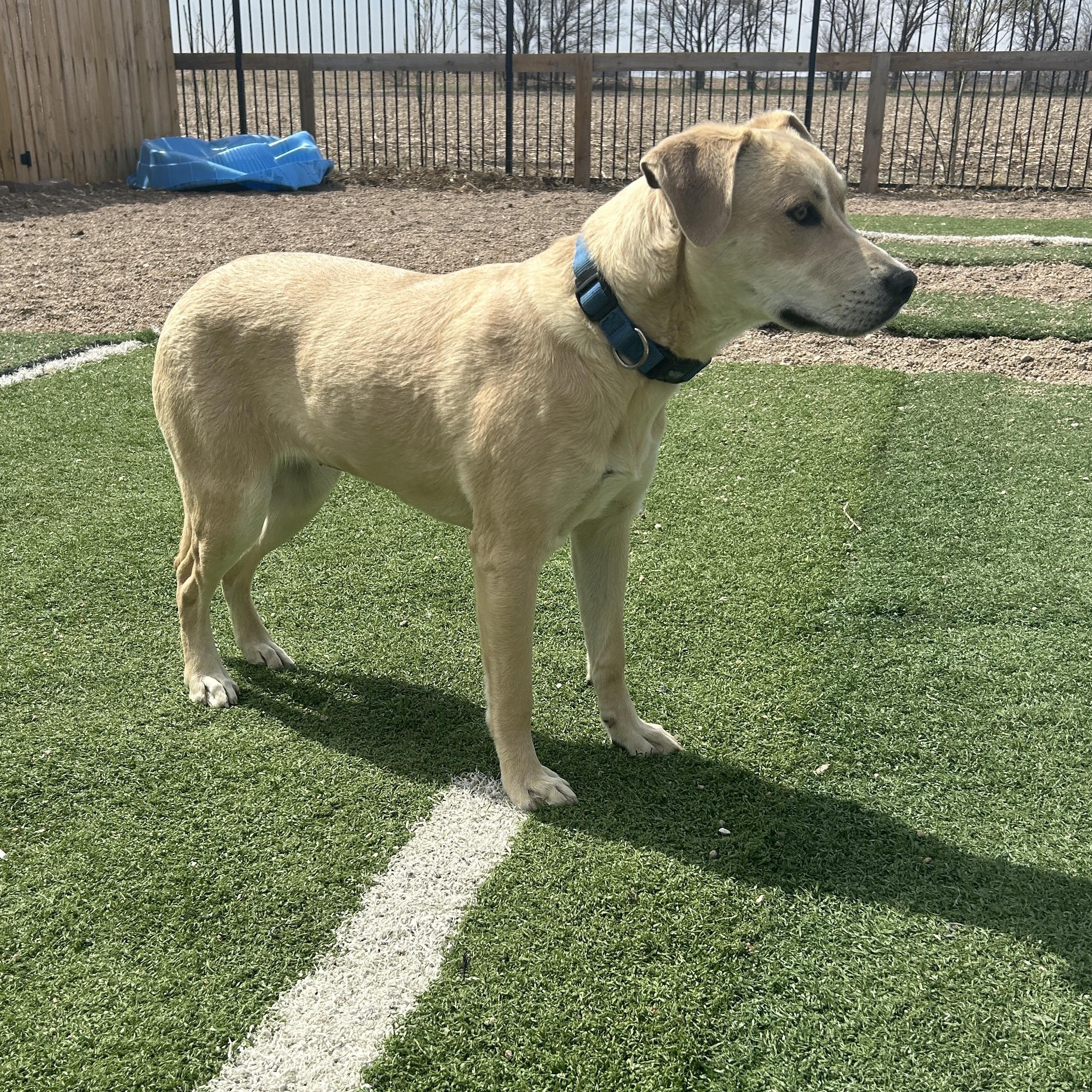 Enlarge Bailey, a ADOPTABLE mixed breed in Seward, NE image 2/5
