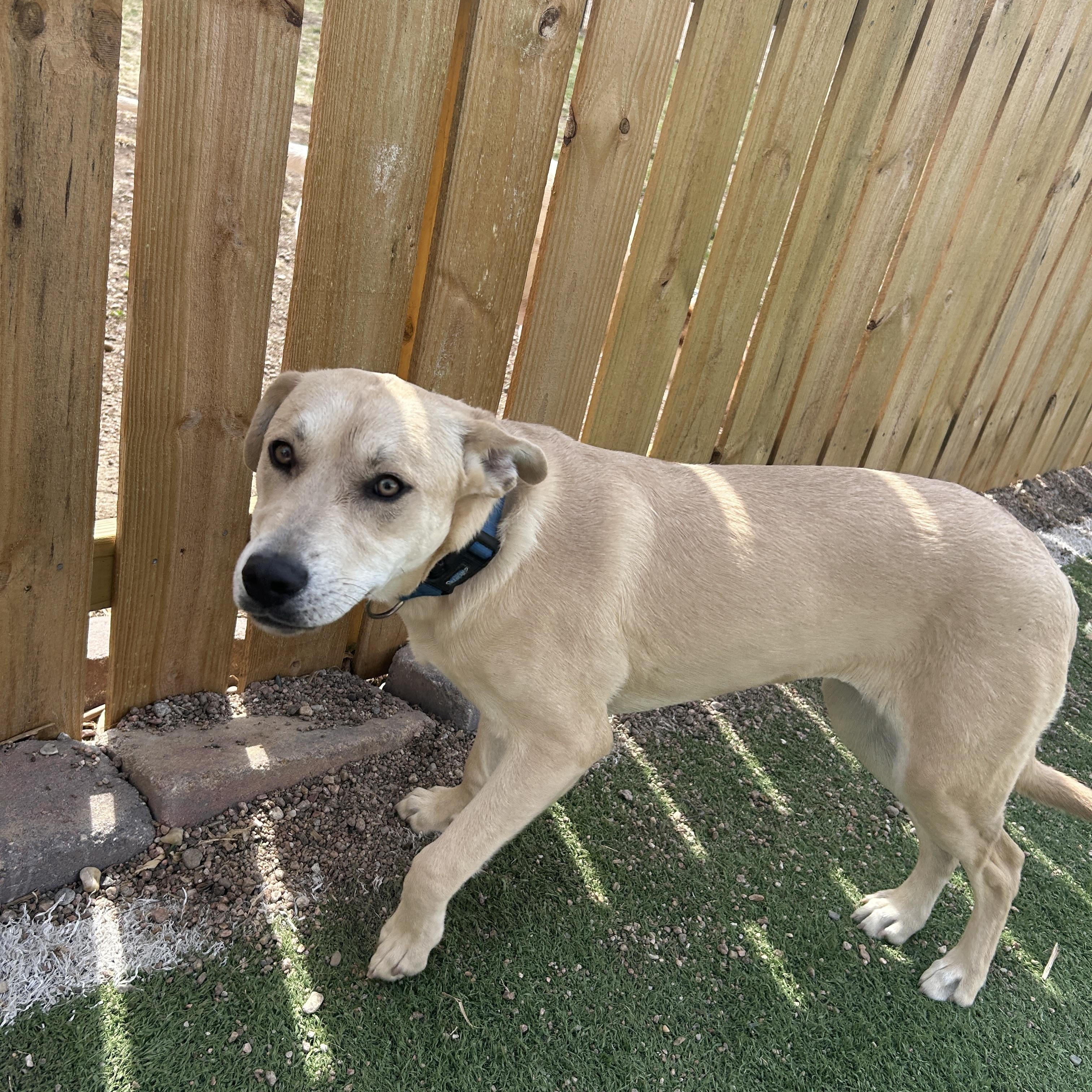Enlarge Bailey, a ADOPTABLE mixed breed in Seward, NE image 1/5