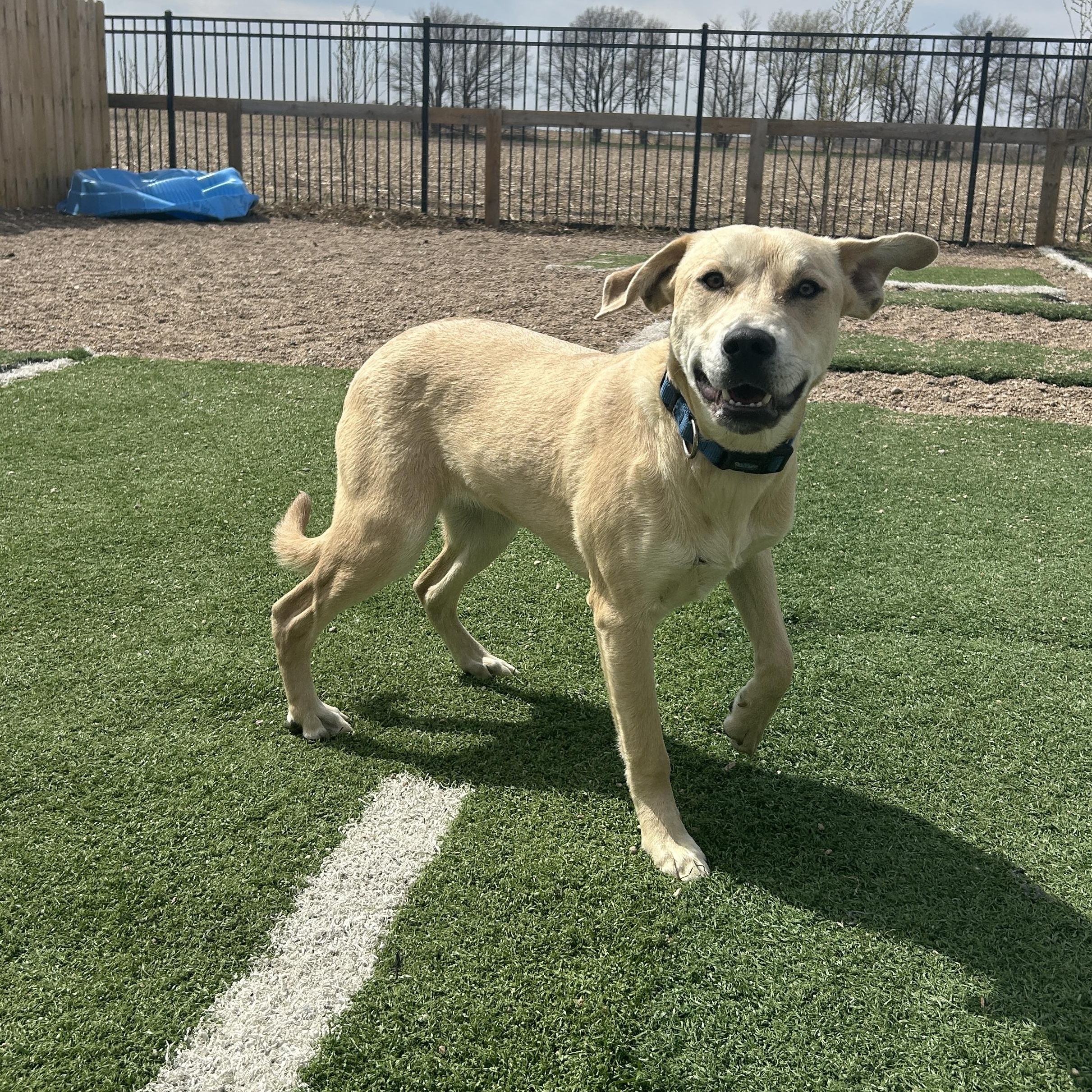Enlarge Bailey, a ADOPTABLE mixed breed in Seward, NE image 5/5