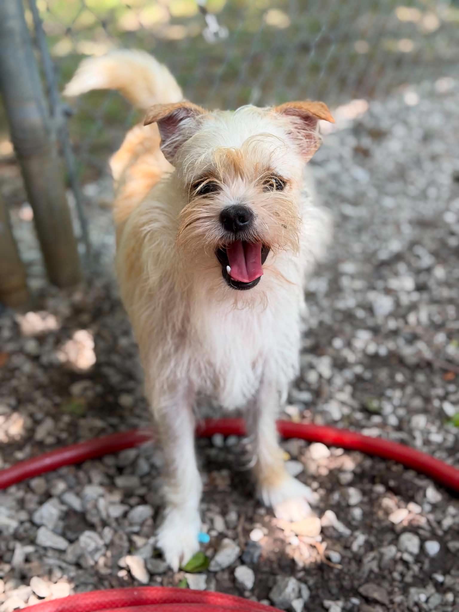 Jack, Adoptable, Adult Male Wirehaired Terrier.