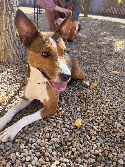 Misty, Adoptable, Adult Female Mixed Breed.