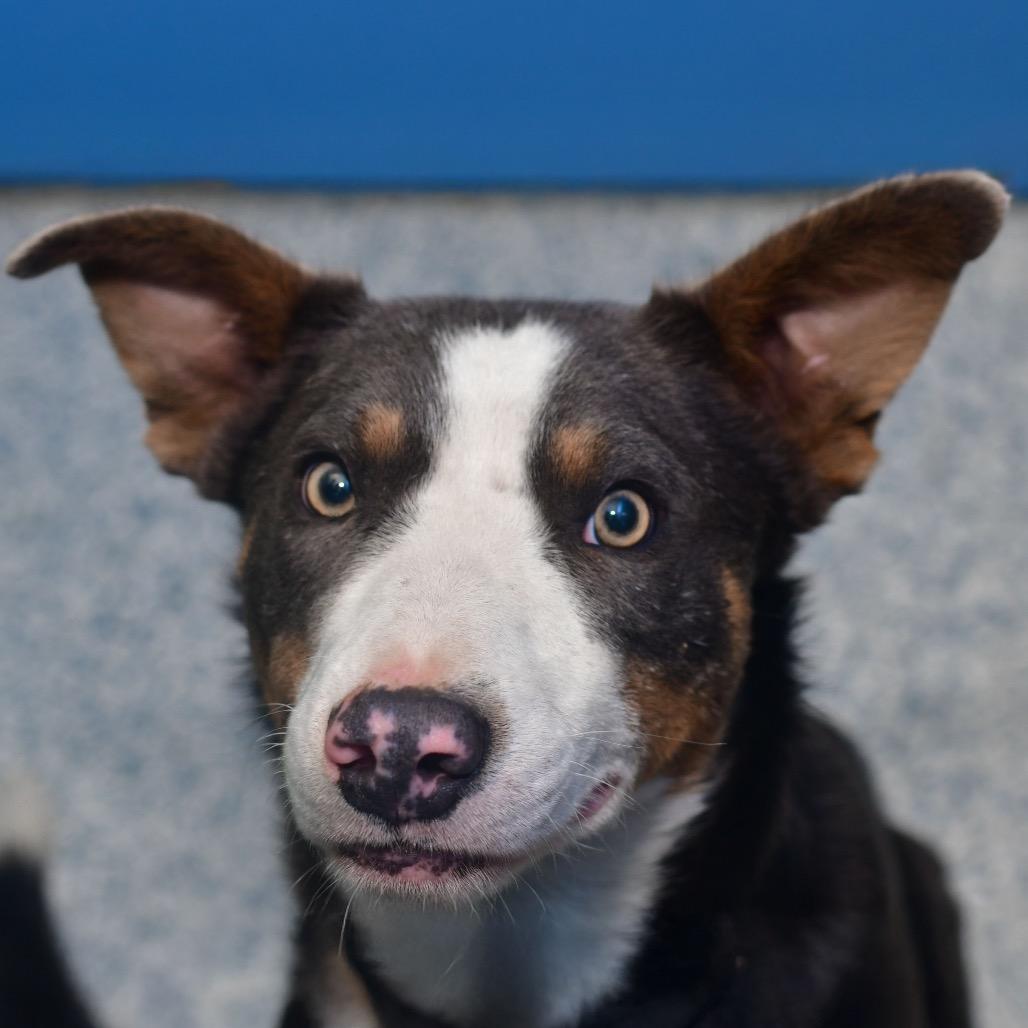 Dusty, Adoptable, Young Male Collie & Mixed Breed.