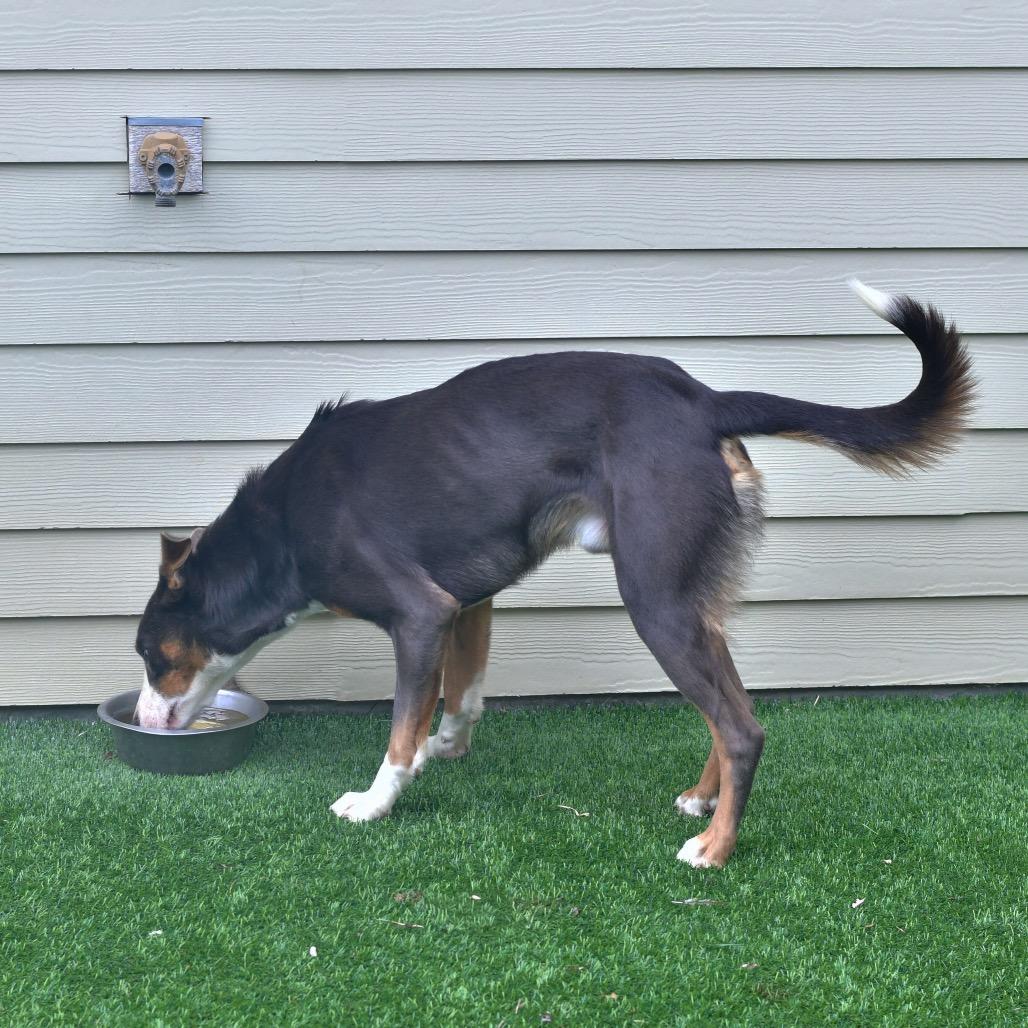 Enlarge Dusty, a Adoptable mixed breed in Ottawa, KS image 2/2