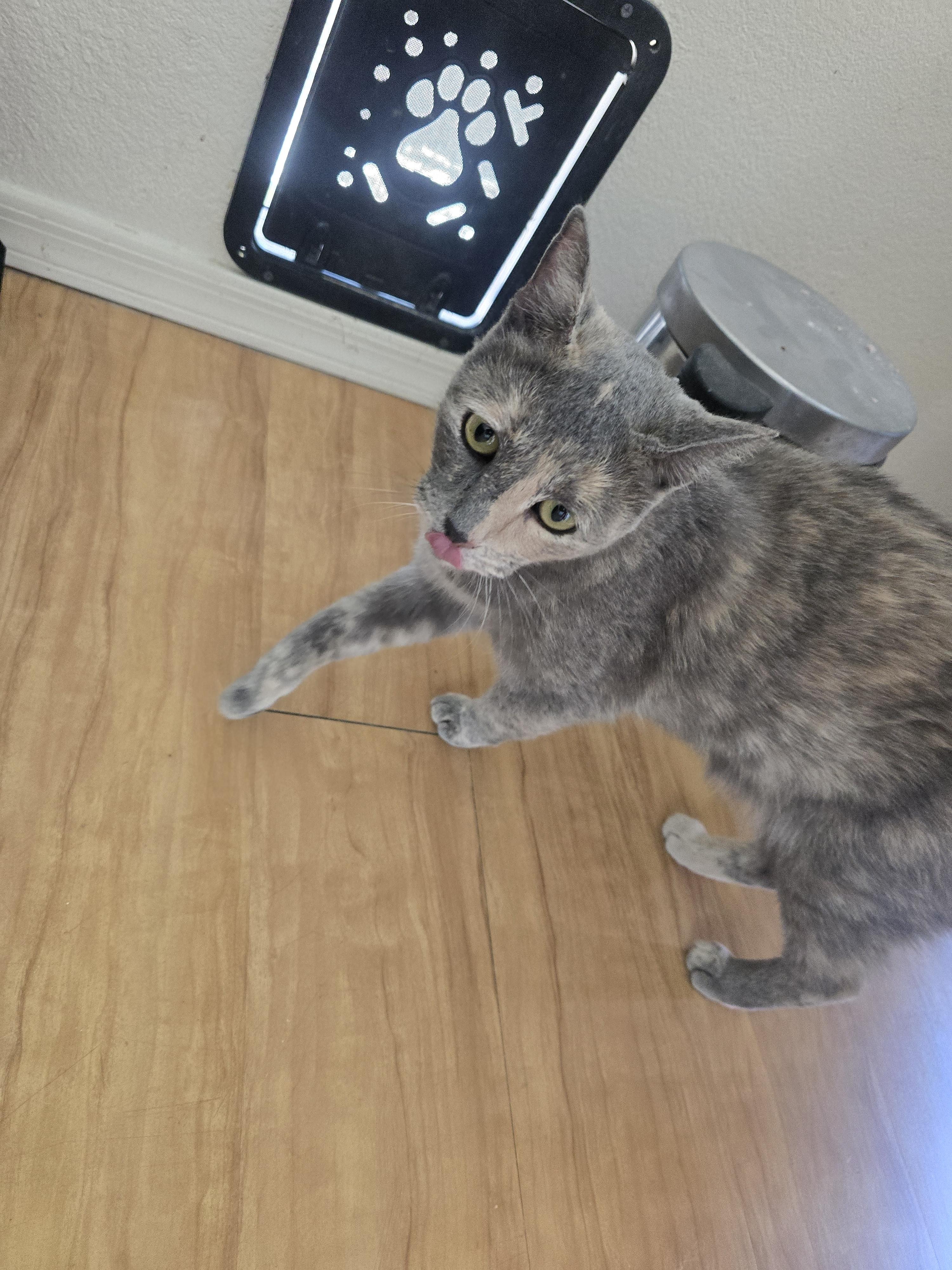 Enlarge Daisy May, a ADOPTABLE Domestic Short Hair in Globe, AZ image 1/1