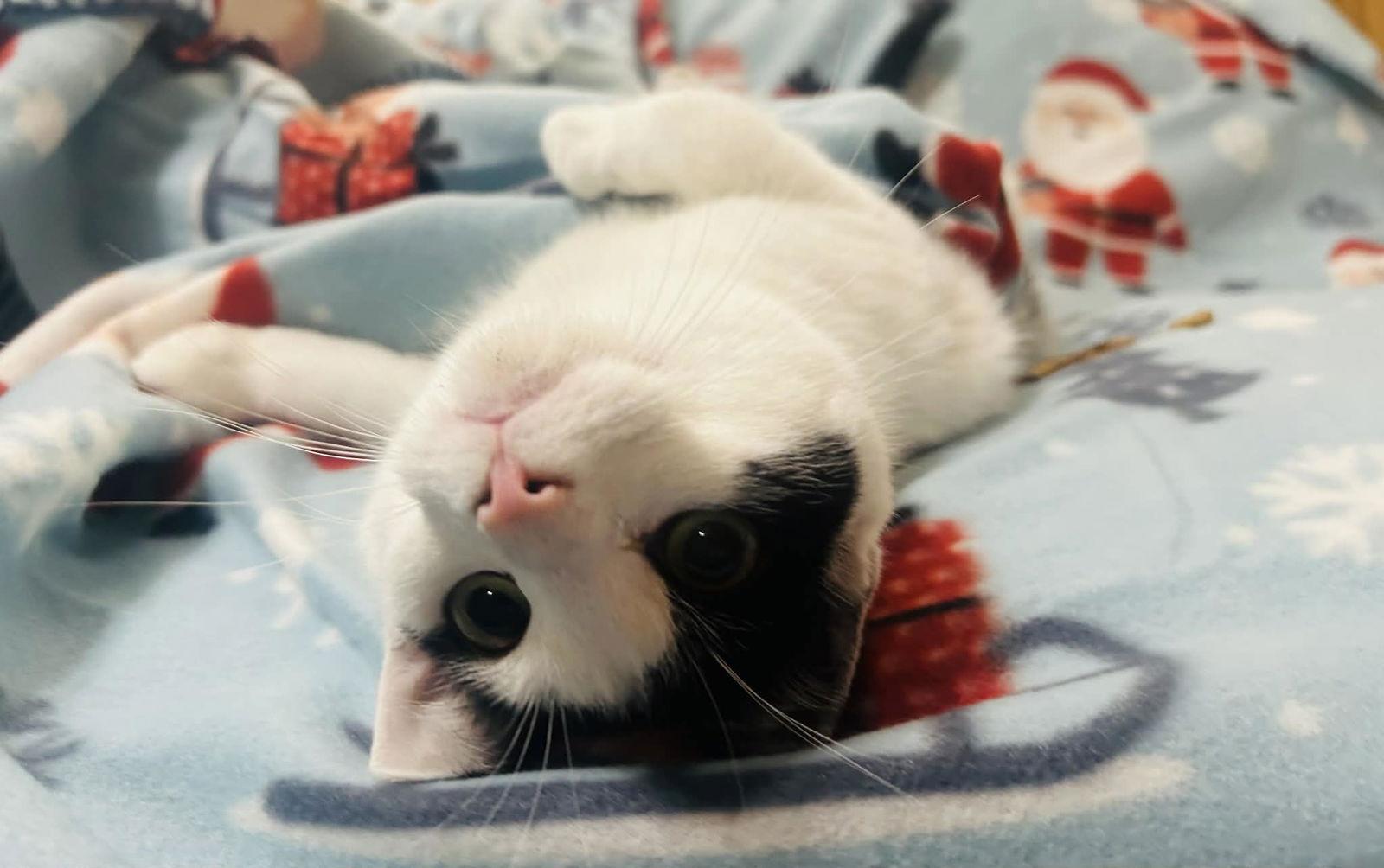 Enlarge Matthew, a Adoptable mixed breed in Forest Lake, MN image 1/3