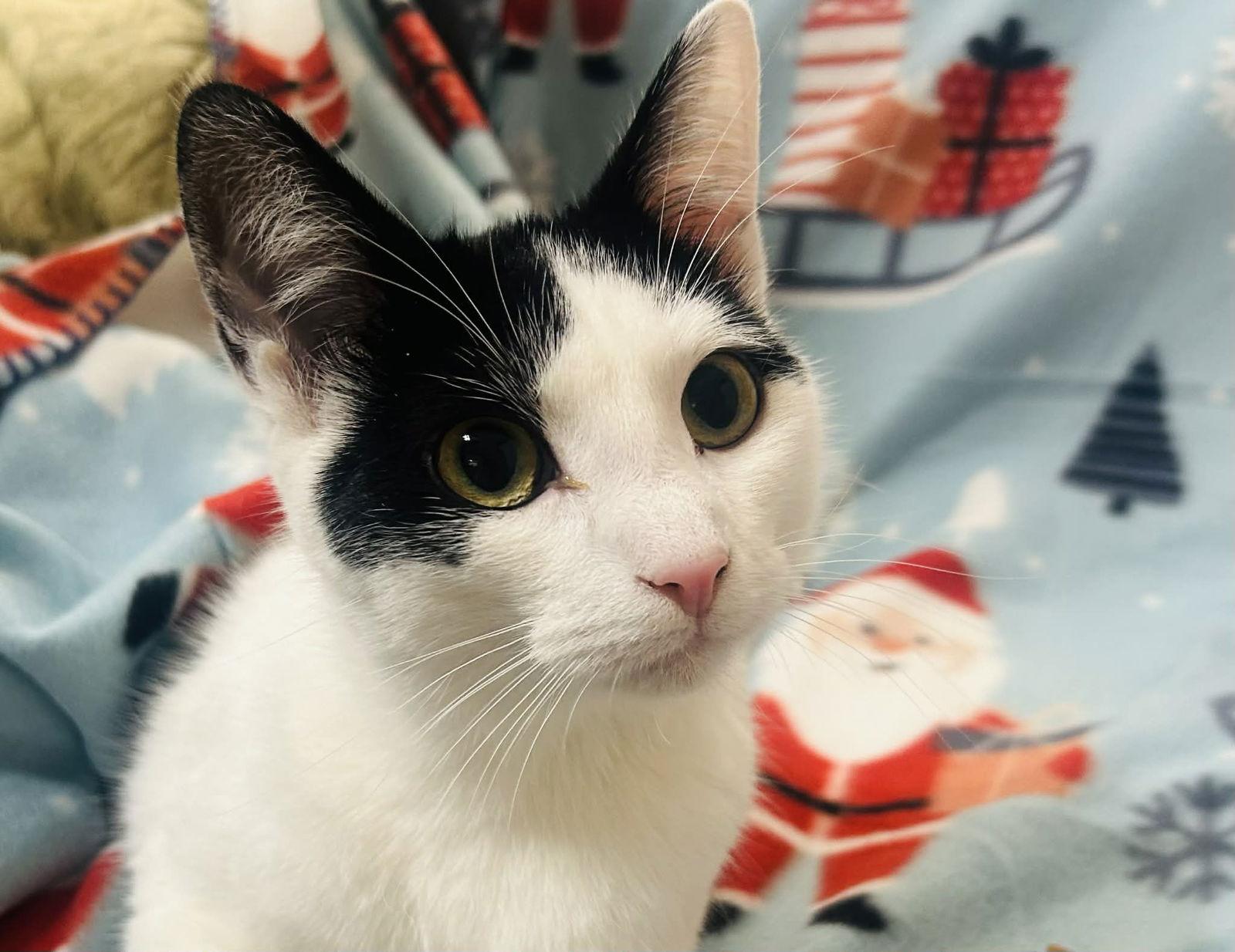 Enlarge Matthew, a Adoptable mixed breed in Forest Lake, MN image 2/3