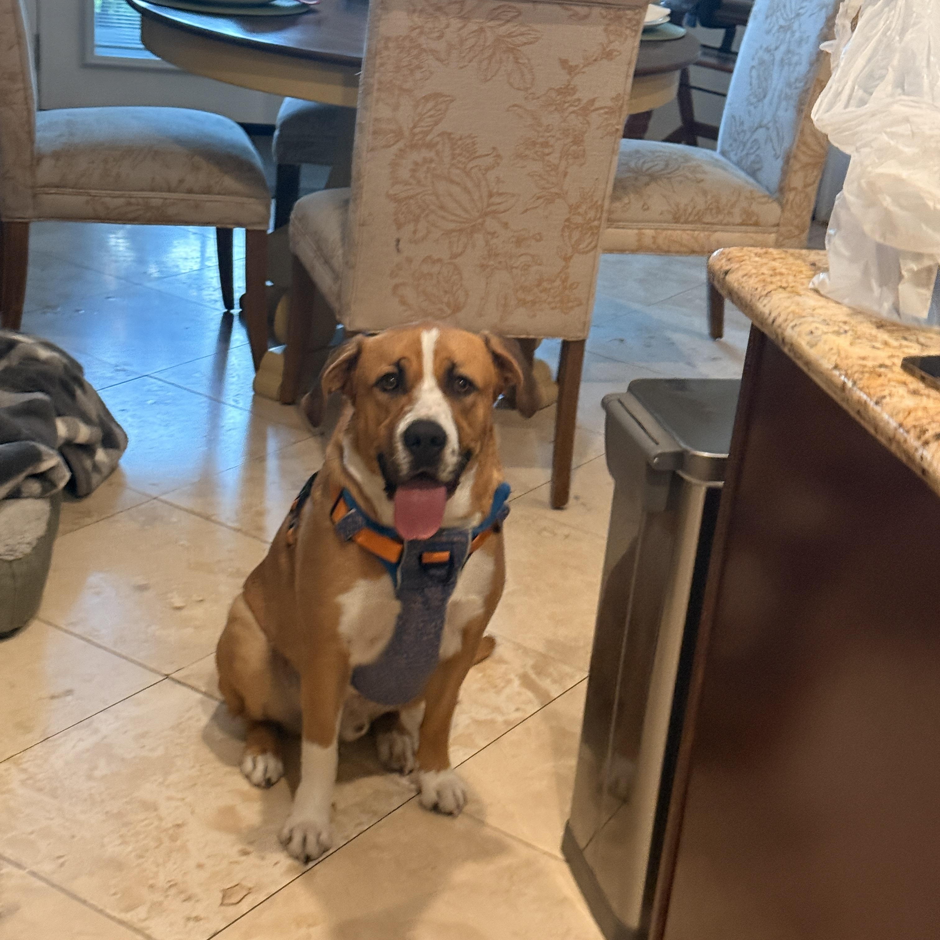 Enlarge Charlie, a Adoptable Mixed Breed in Richmond, TX image 4/6