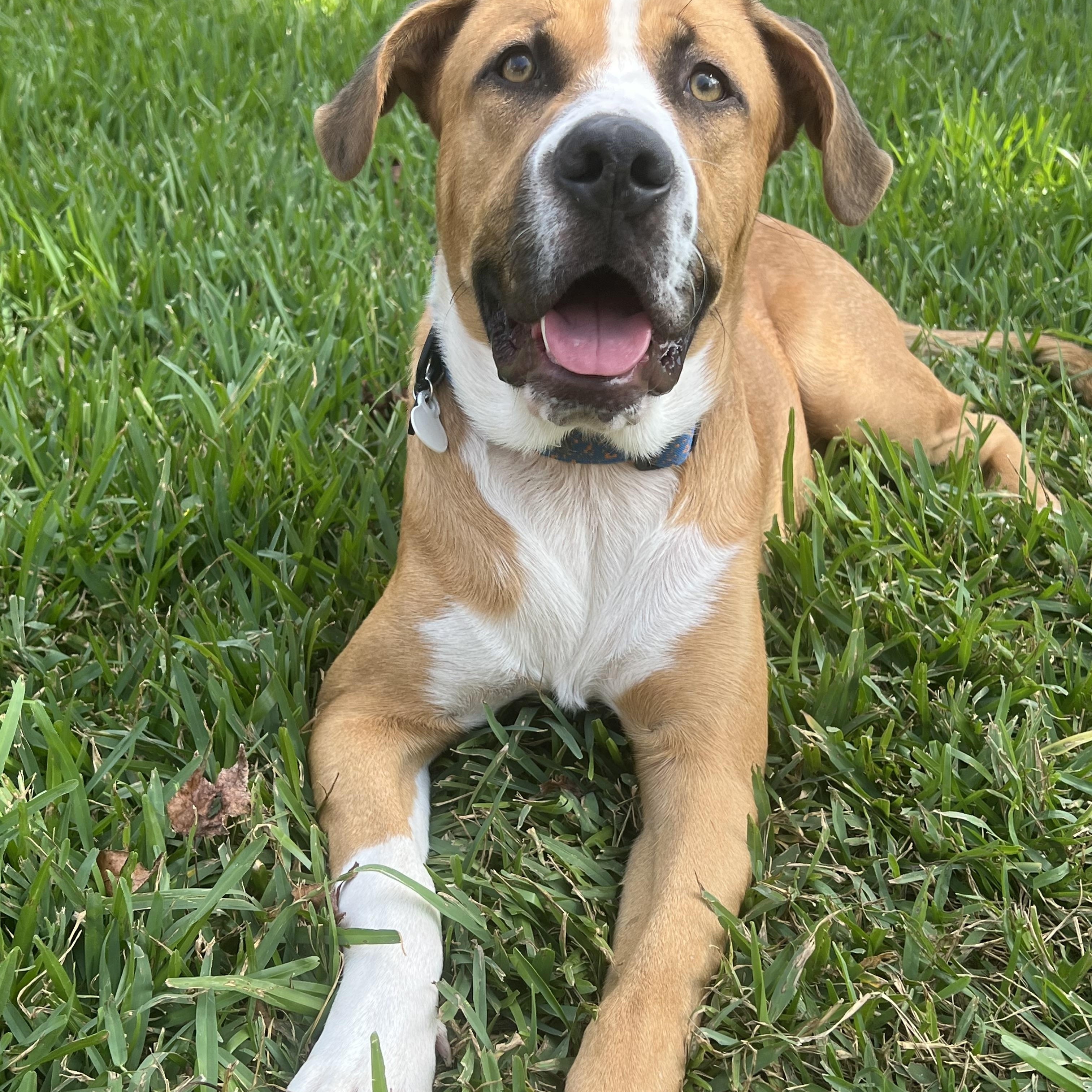 Enlarge Charlie, a Adoptable Mixed Breed in Richmond, TX image 5/6