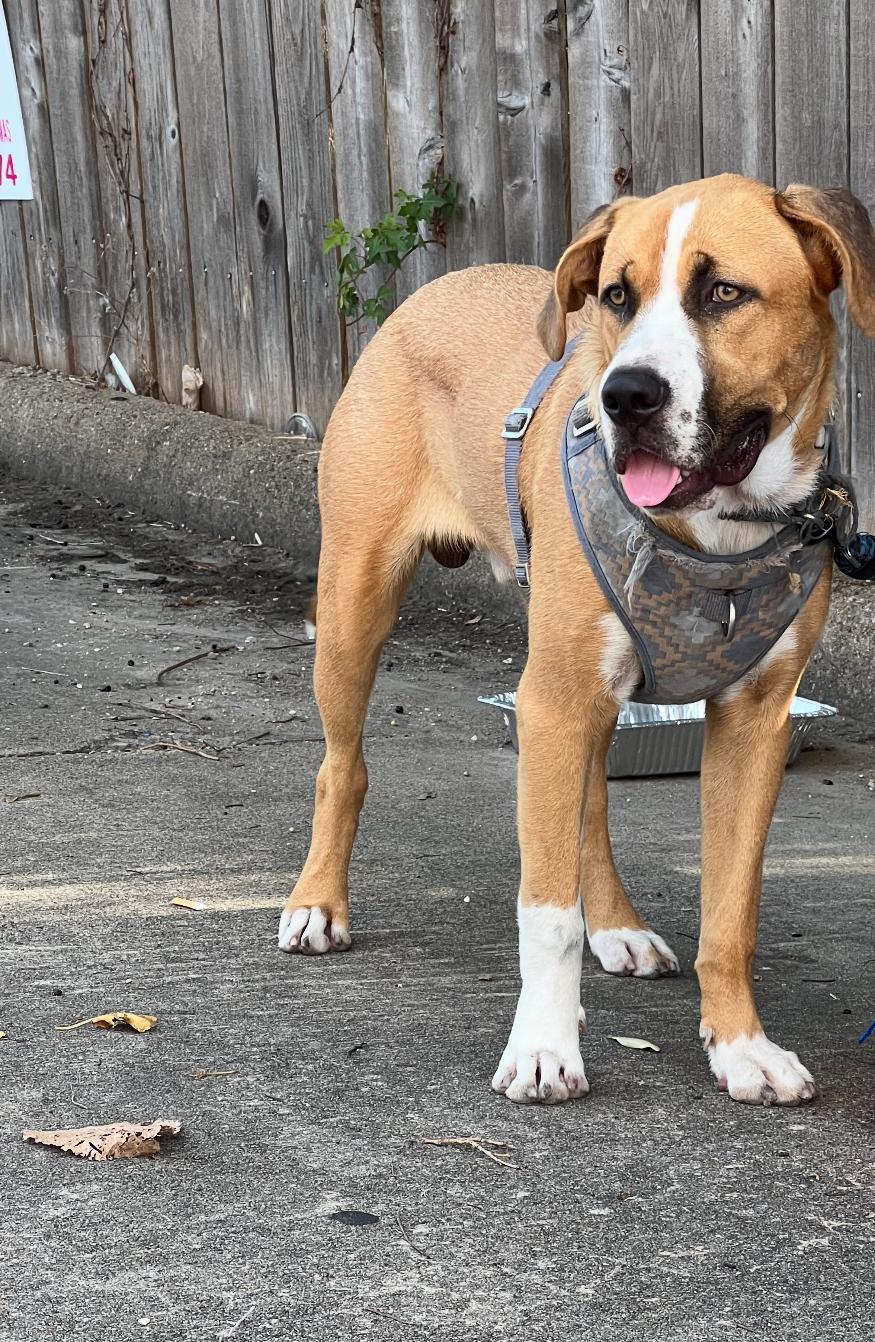 Enlarge Charlie, a Adoptable Mixed Breed in Richmond, TX image 6/6