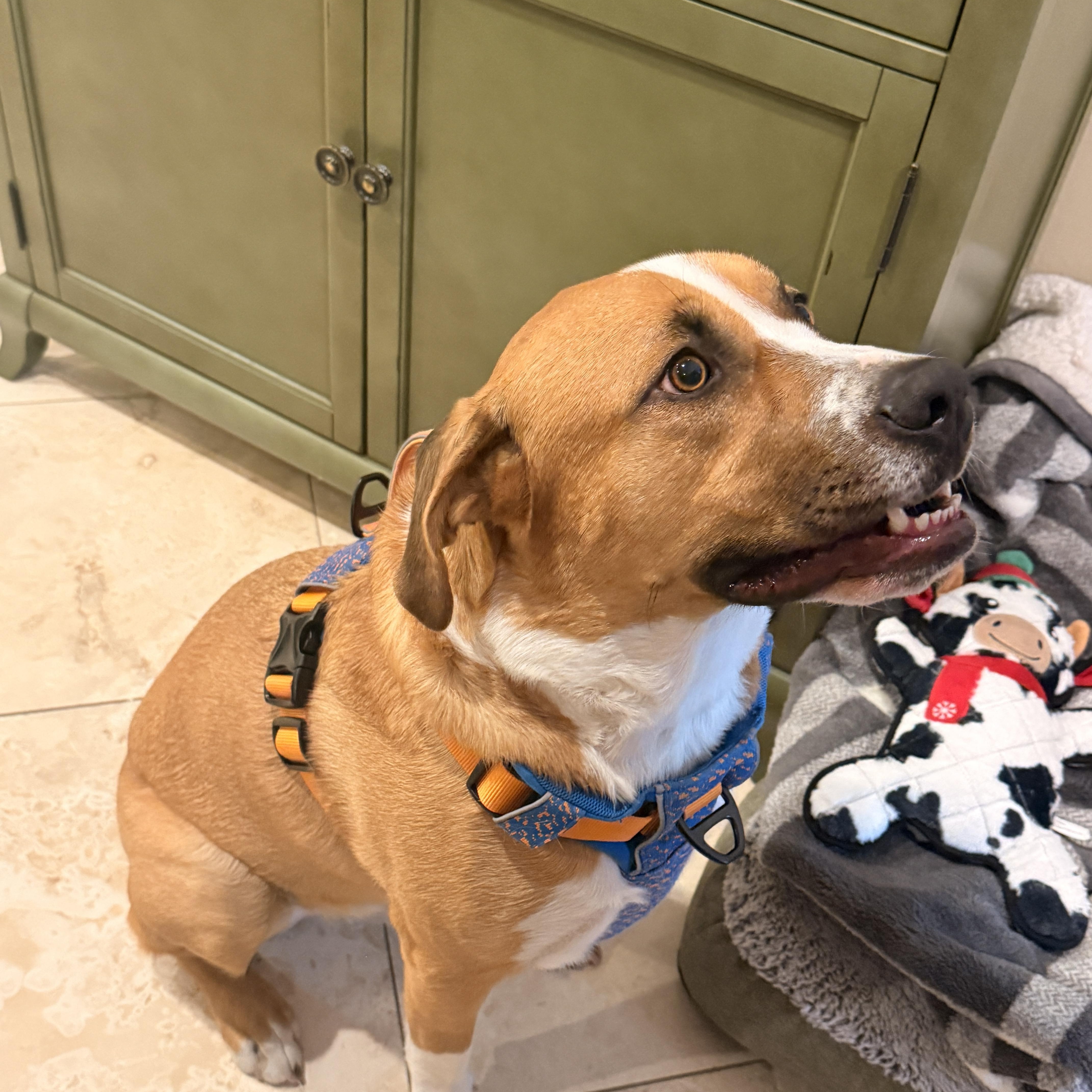 Enlarge Charlie, a Adoptable Mixed Breed in Richmond, TX image 3/6