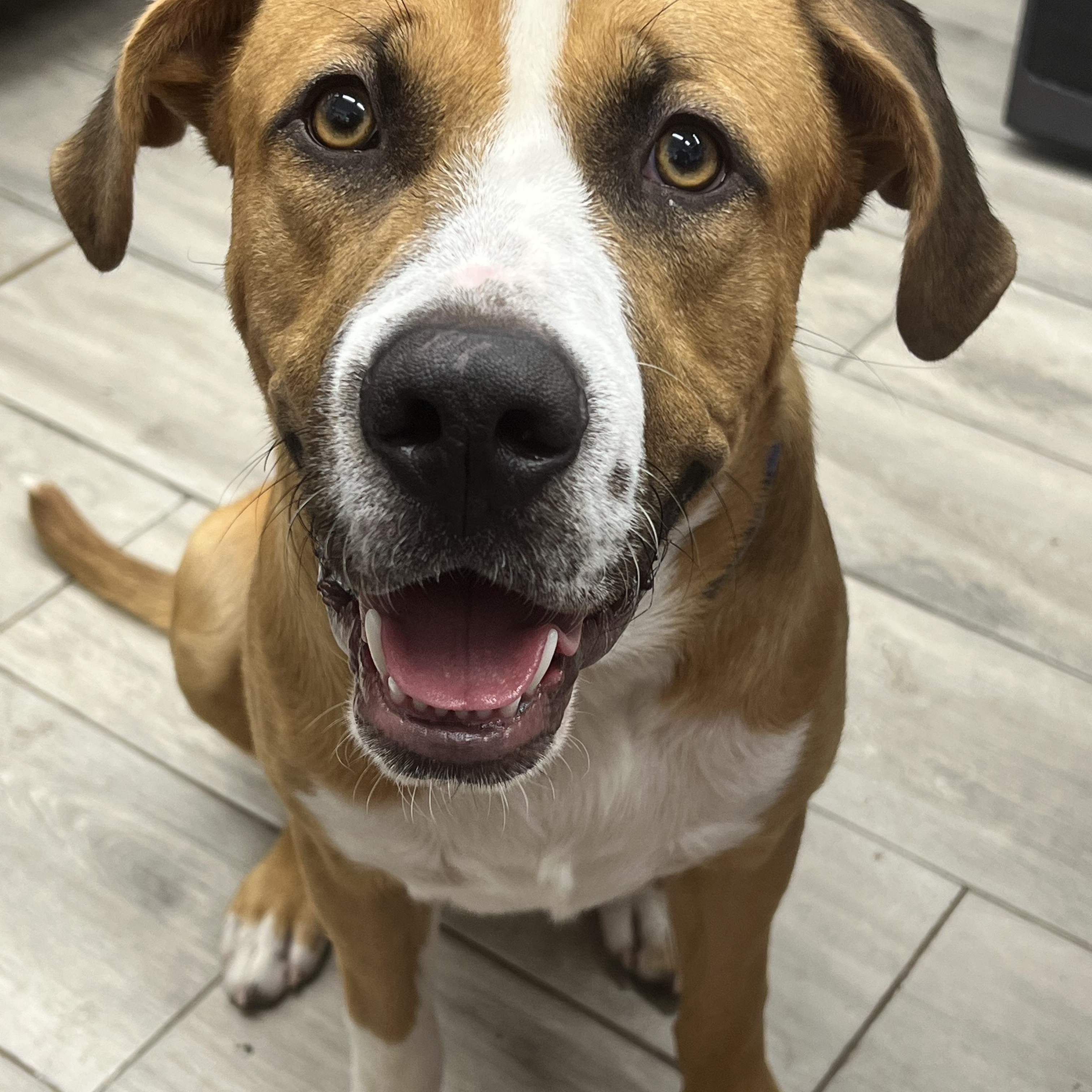Enlarge Charlie, a Adoptable Mixed Breed in Richmond, TX image 2/6