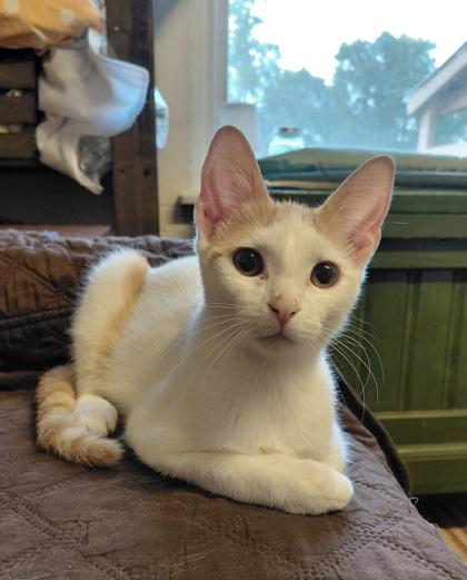 Mac, Adoptable, Kitten Male Domestic Short Hair & Domestic Short Hair.