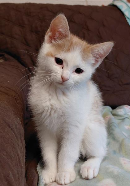 Mac, Adoptable, Kitten Male Domestic Short Hair & Domestic Short Hair.