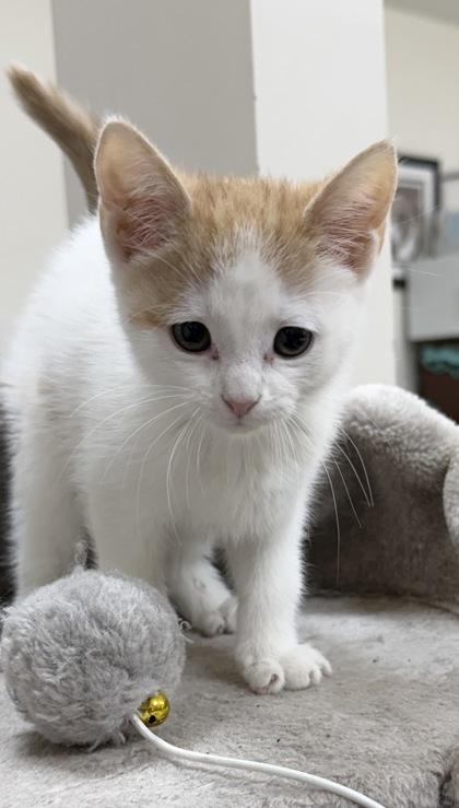 Enlarge Mac, a Adoptable mixed breed in Wilkesboro, NC image 2/3