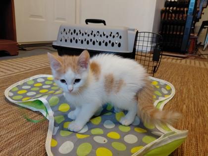 Enlarge Mac, a Adoptable mixed breed in Wilkesboro, NC image 3/3