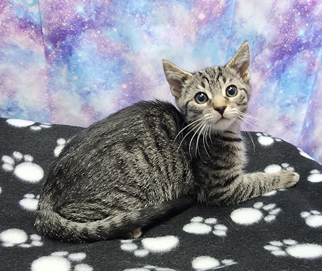 Carter, Adoptable, Kitten Male Domestic Short Hair.