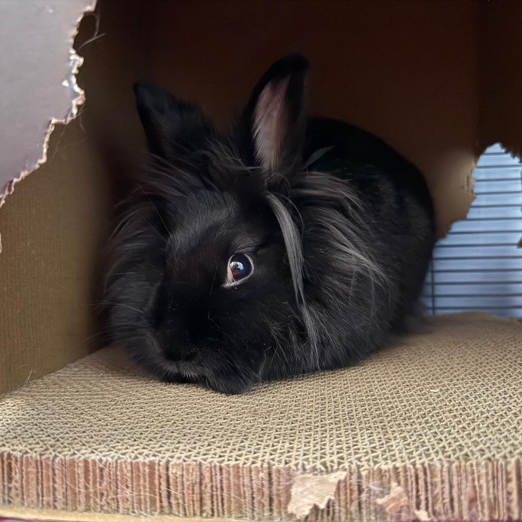 Licorice, ADOPTABLE, Adult Female Lionhead.