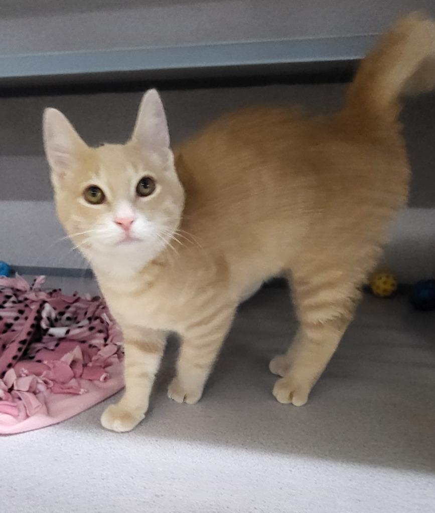 Enlarge Elliot, a Adopted mixed breed in Medford, WI image 1/1