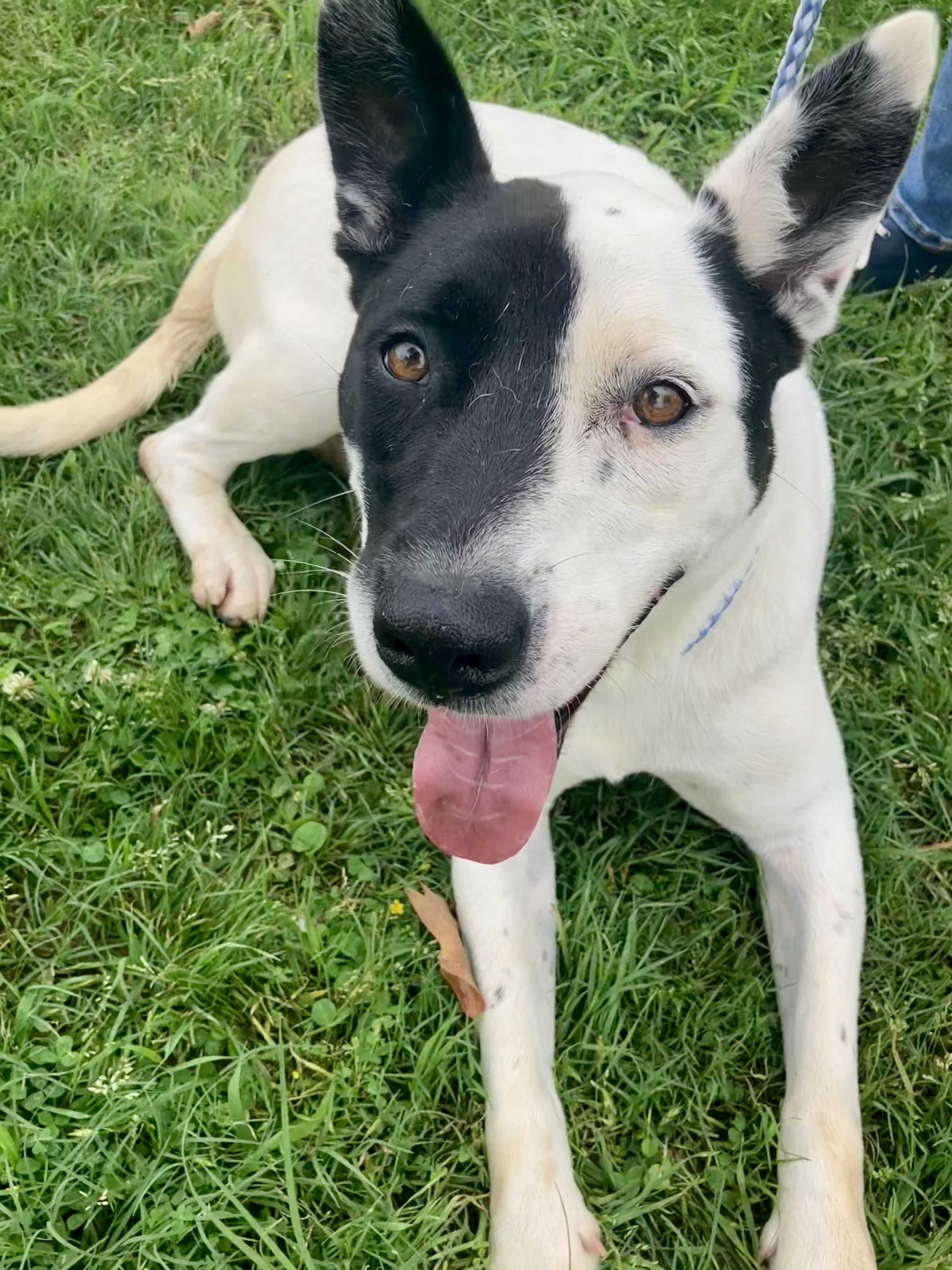 Daisy, a Adoptable mixed breed in Mineola, TX image 1/3