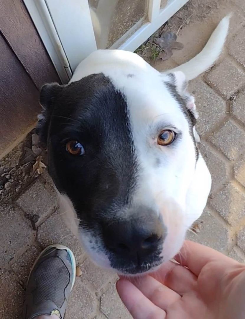 Daisy, a Adoptable mixed breed in Mineola, TX image 3/3