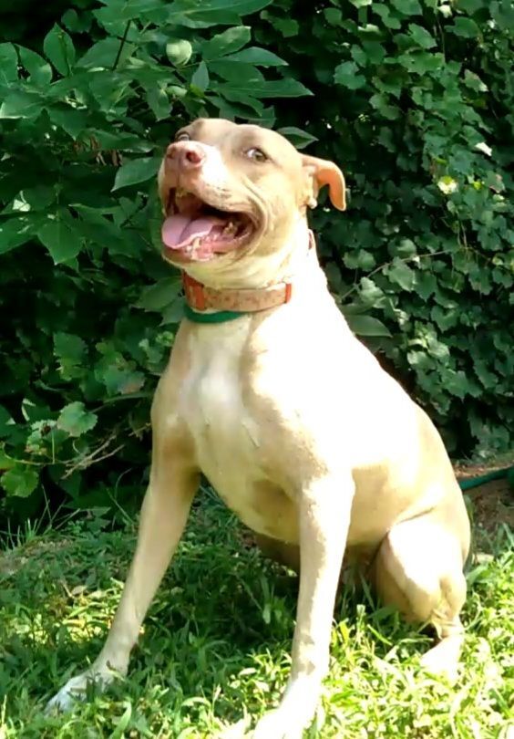 Enlarge Cam, a Adoptable Pit Bull Terrier in Westminster, SC image 1/8