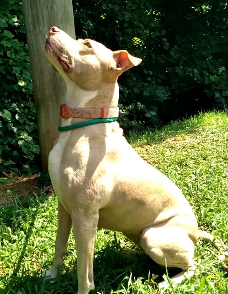 Enlarge Cam, a Adoptable Pit Bull Terrier in Westminster, SC image 2/8