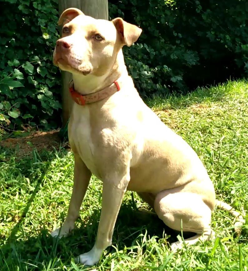 Enlarge Cam, a Adoptable Pit Bull Terrier in Westminster, SC image 3/8