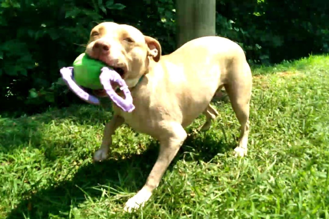 Enlarge Cam, a Adoptable Pit Bull Terrier in Westminster, SC image 4/8
