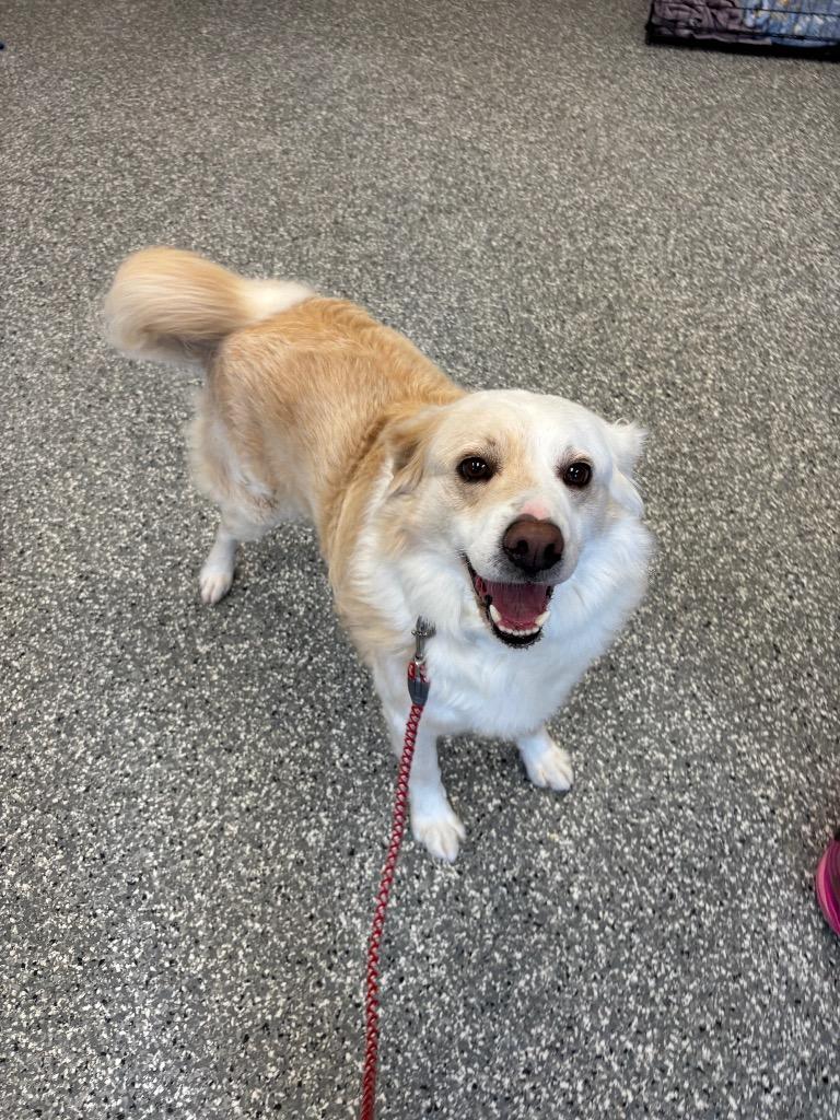 Keto, a Adoptable mixed breed in Liverpool, NY image 1/5