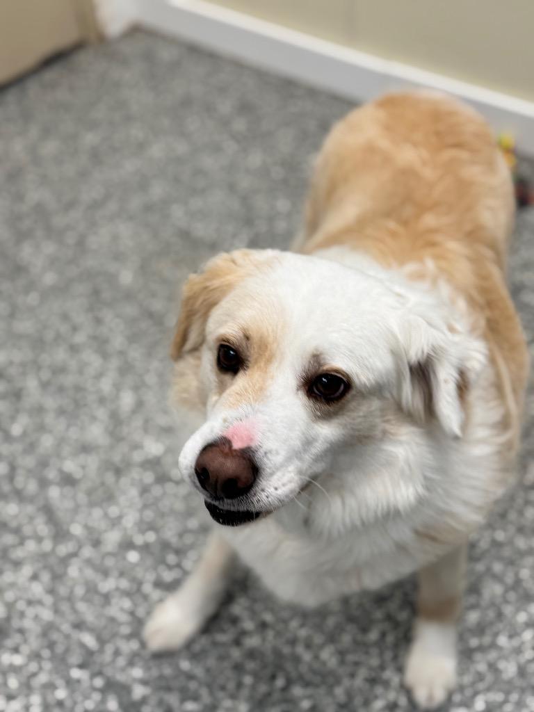 Keto, a Adoptable mixed breed in Liverpool, NY image 2/5