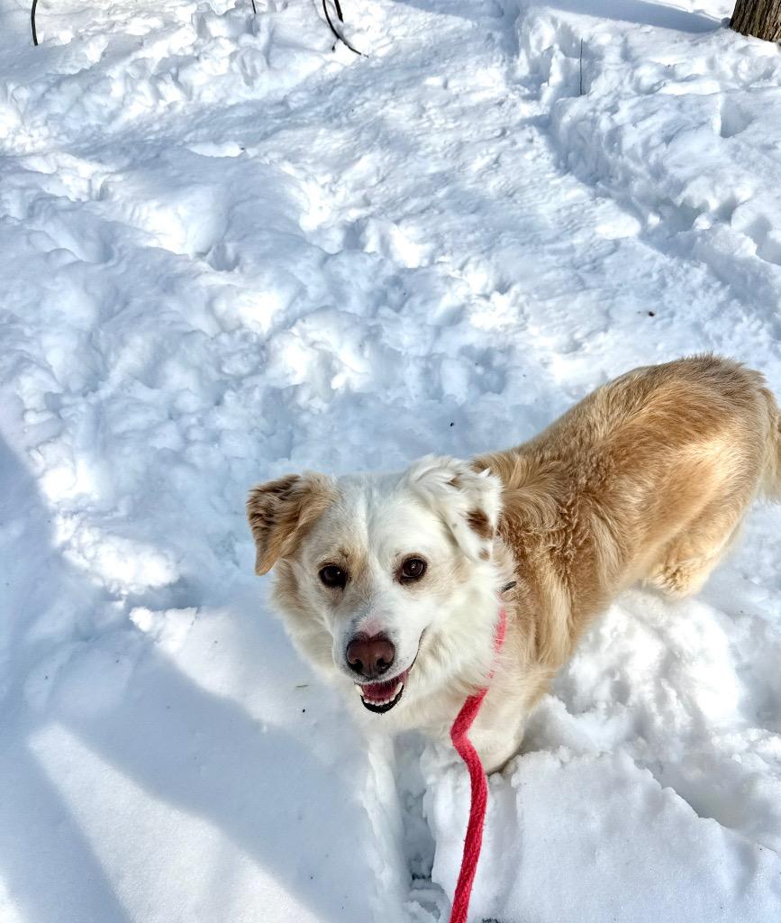 Keto, a Adoptable mixed breed in Liverpool, NY image 3/5