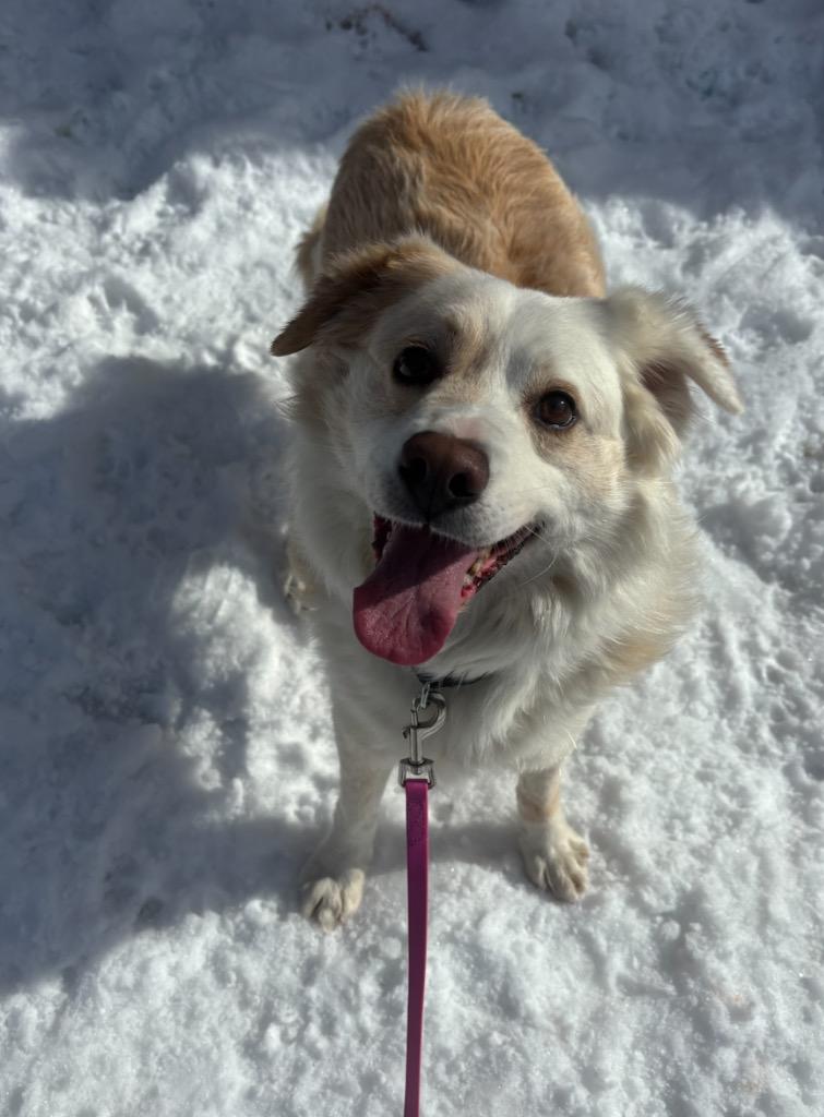 Keto, a Adoptable mixed breed in Liverpool, NY image 4/5