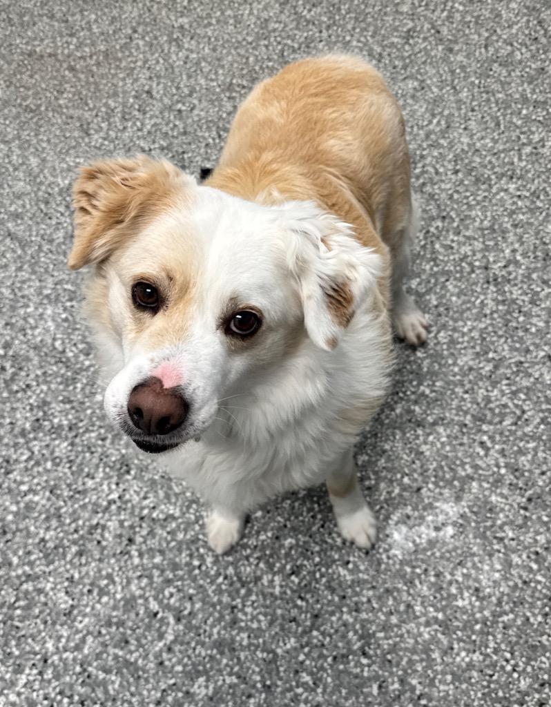 Keto, a Adoptable mixed breed in Liverpool, NY image 5/5