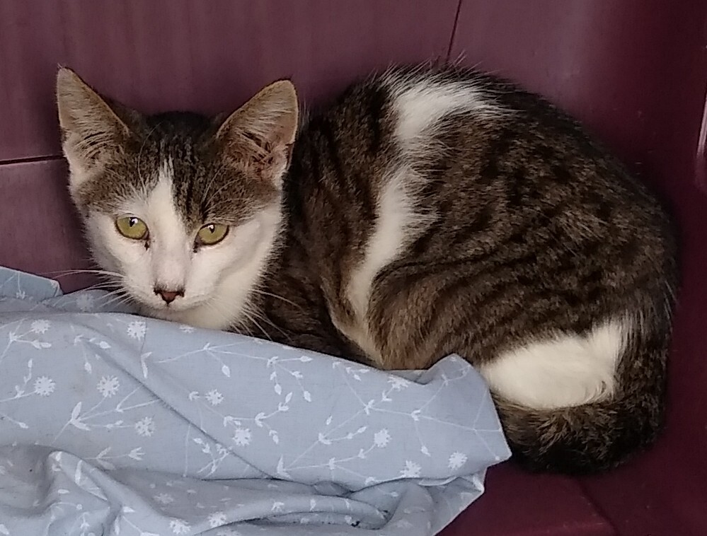 Cashmere, Adoptable, Young Male Tabby.