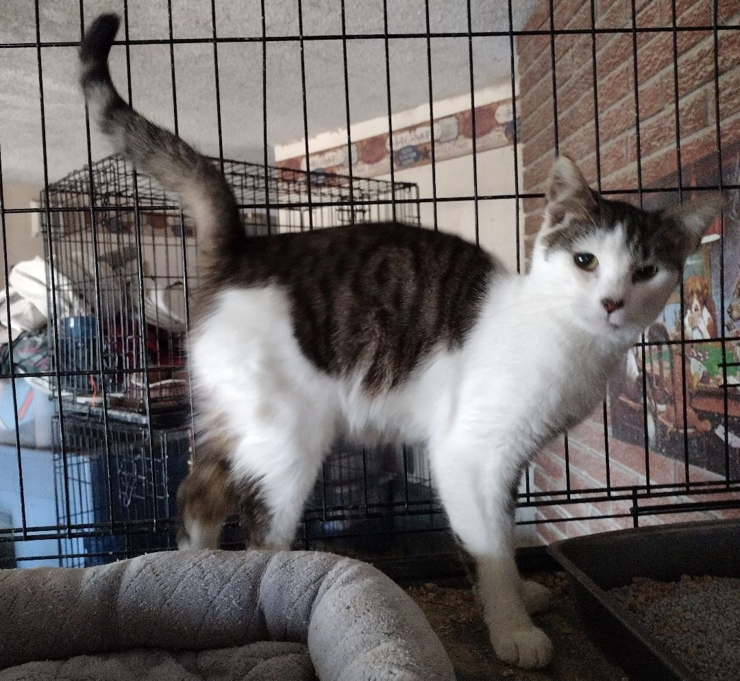 Enlarge Cashmere, a Adoptable Tabby in Jasonville, IN image 2/4