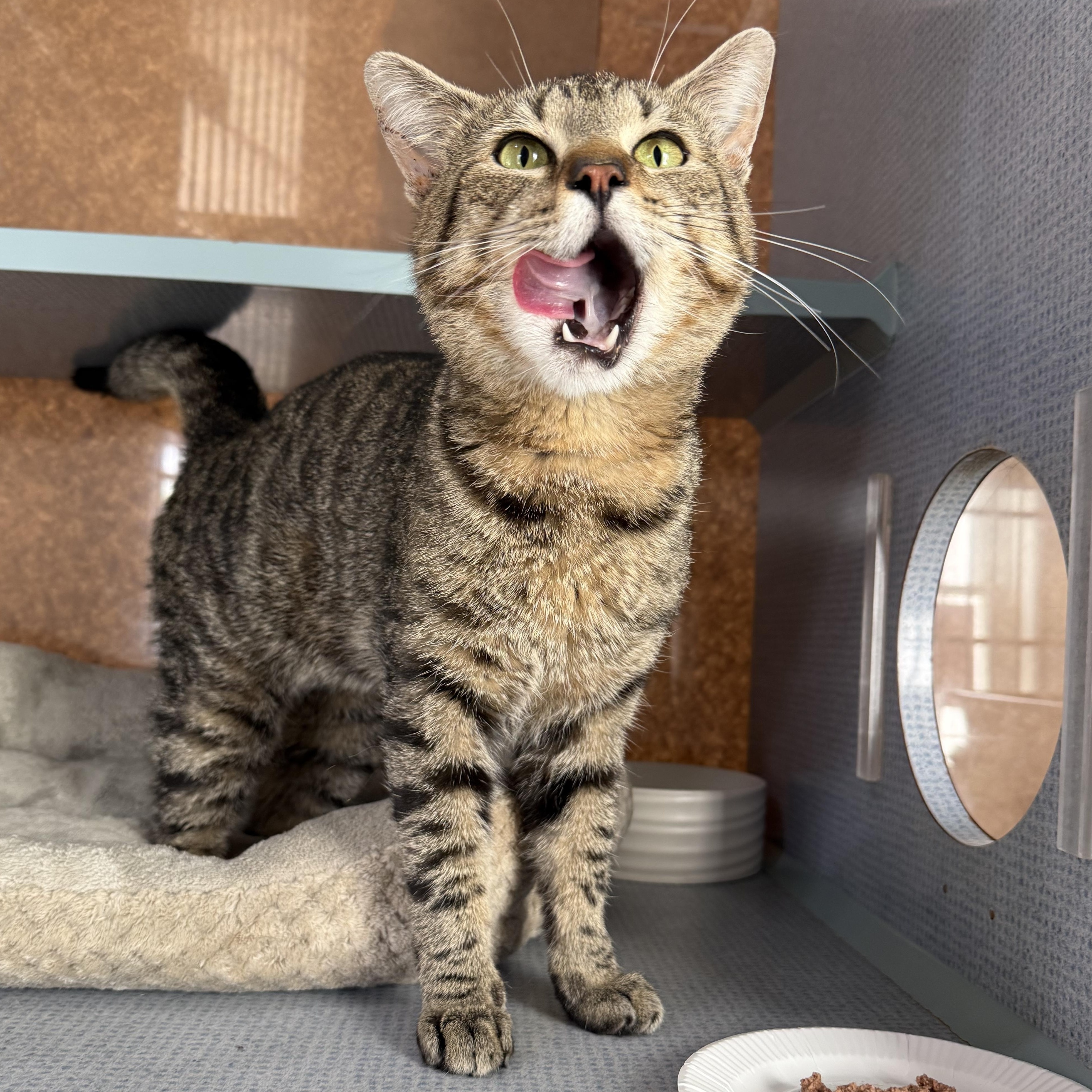 Calvin, an adopted mixed breed in West Milford, NJ image 2/4