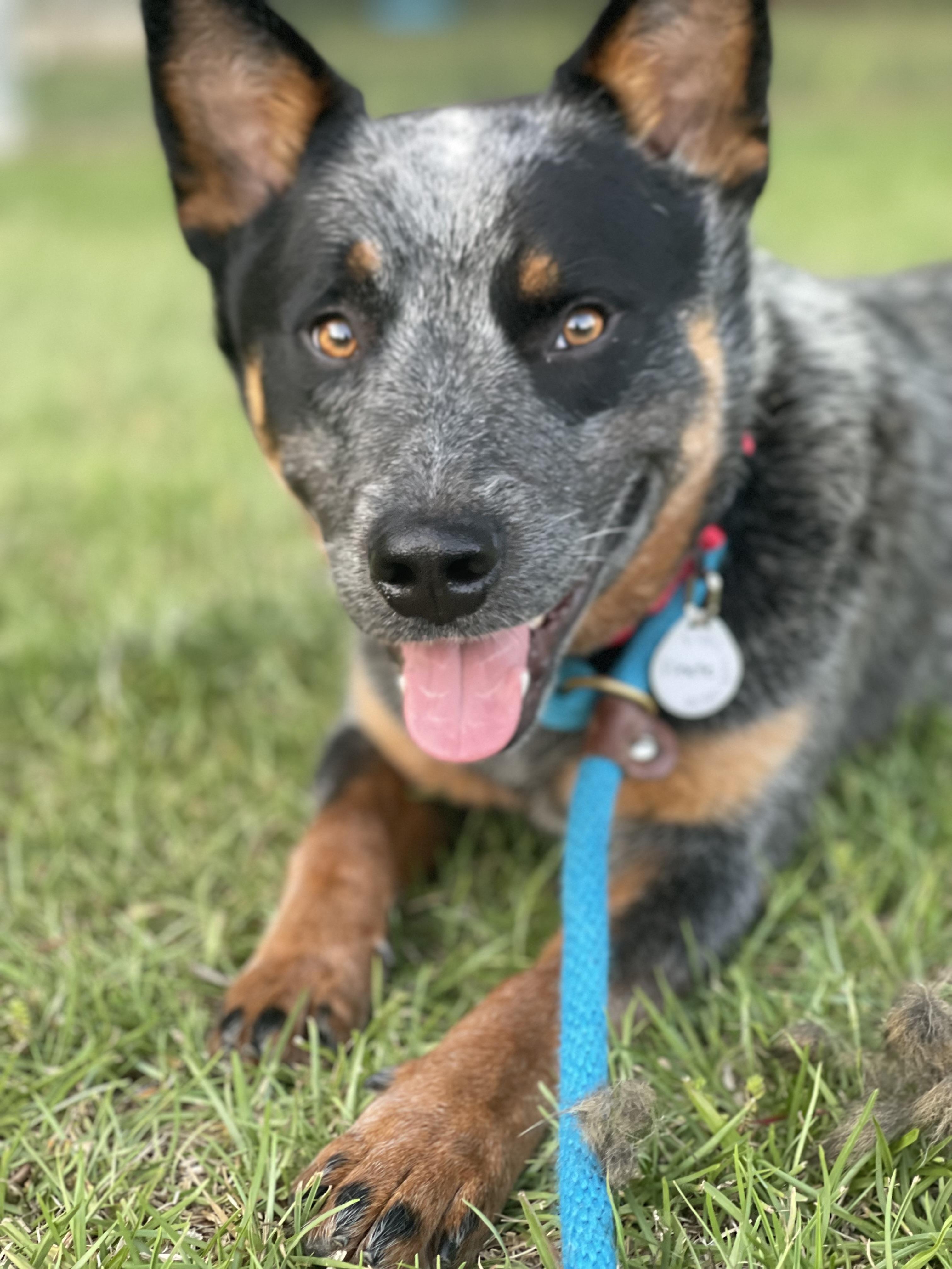 Pirate, ADOPTABLE, Young Male Australian Cattle Dog / Blue Heeler.