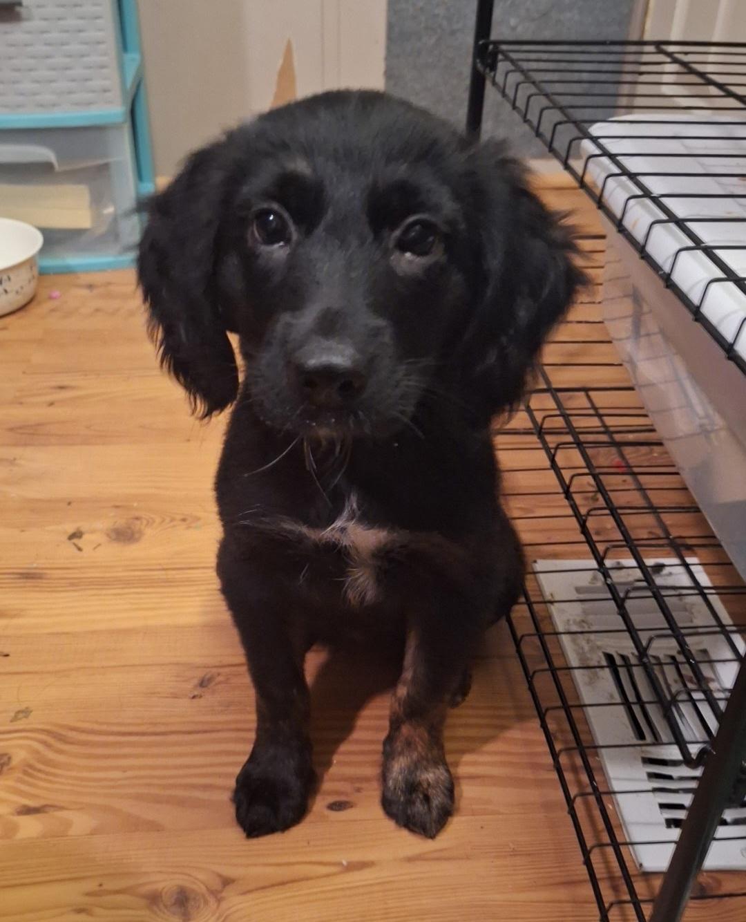 Millie