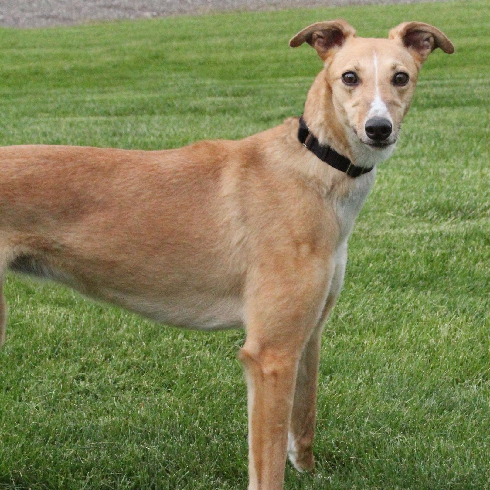 Diamond, adopted, Adult Female Greyhound & Coonhound.